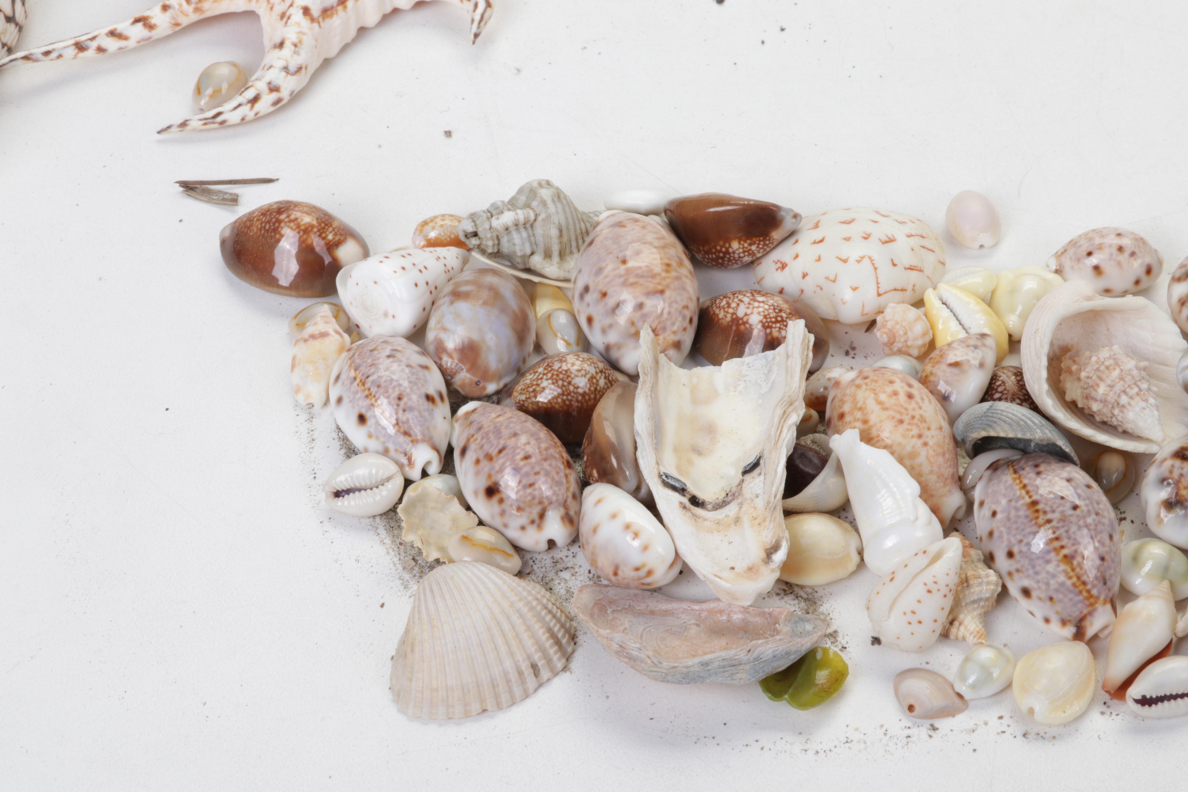King Helmet Shell, Giant Clam, Cone, Cameo Cowrie and More Seashells