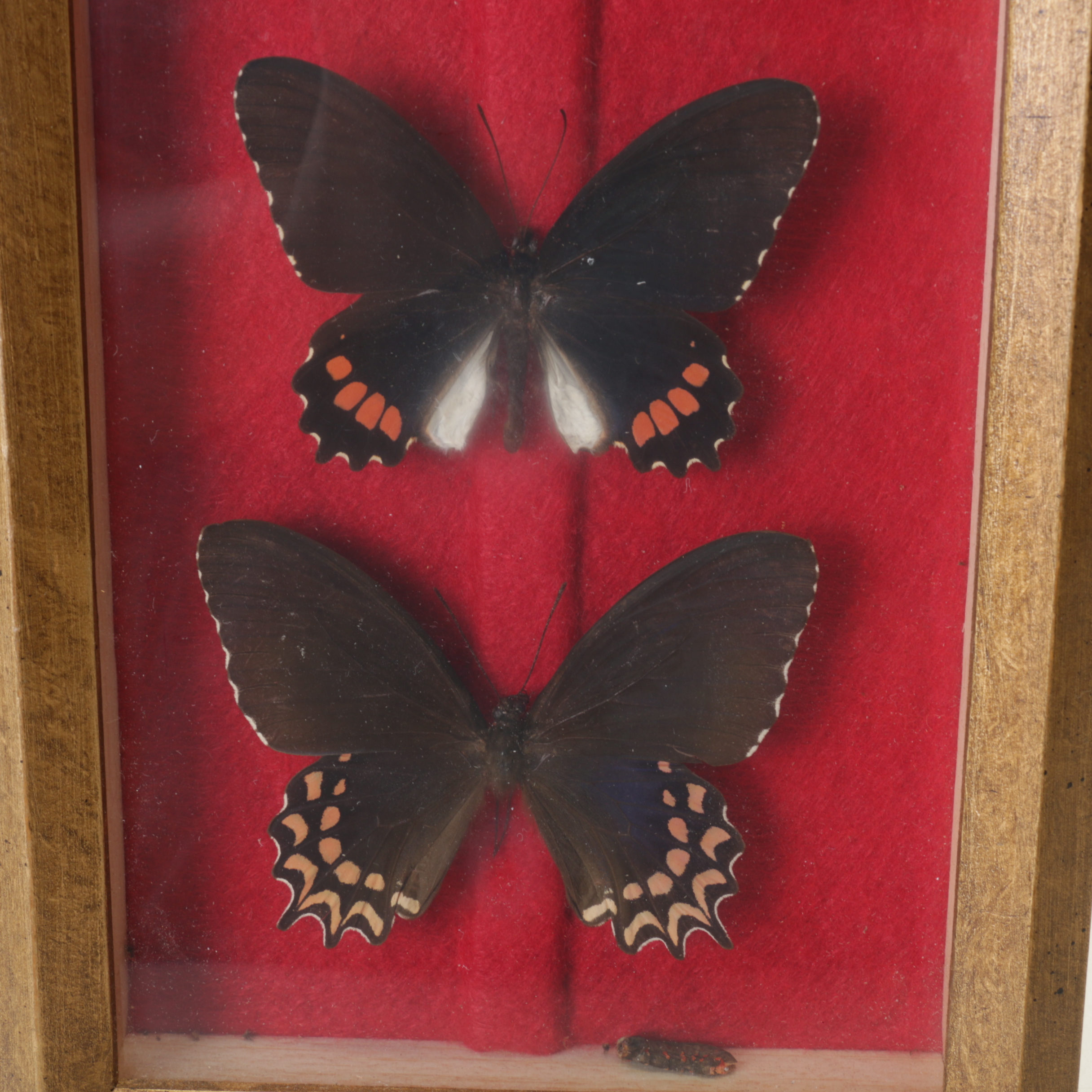 Framed Butterfly Specimens