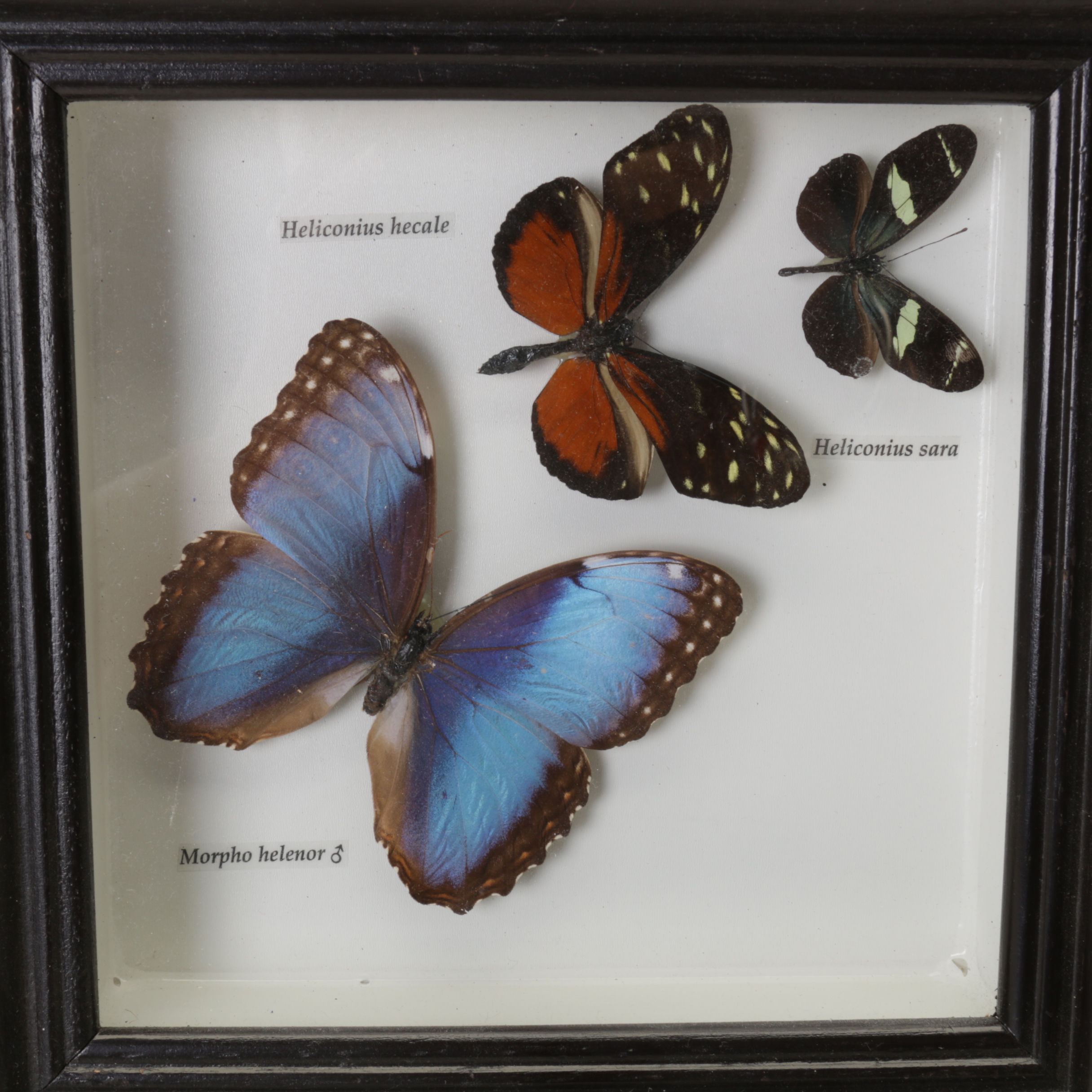 Framed Butterfly Specimens
