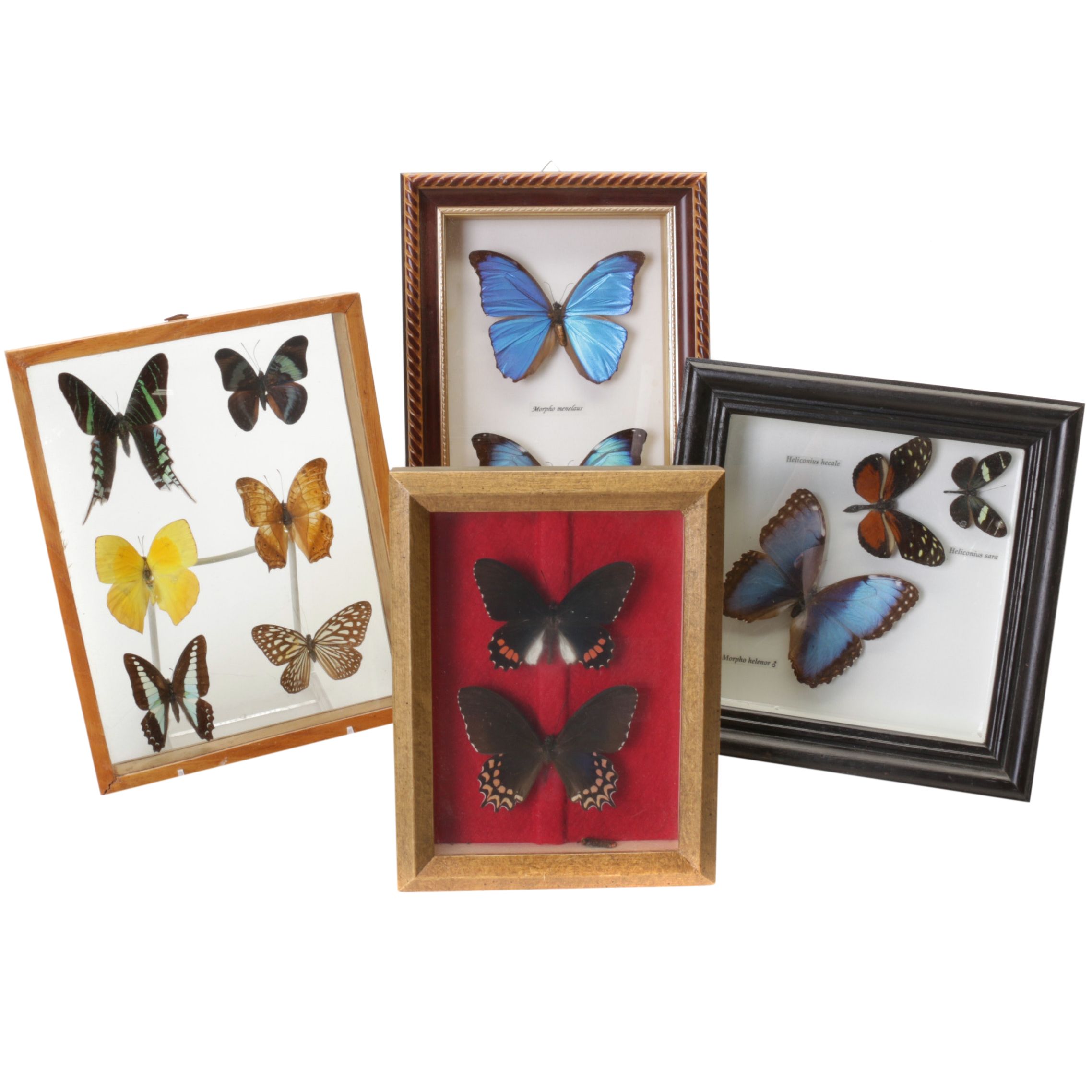 Framed Butterfly Specimens