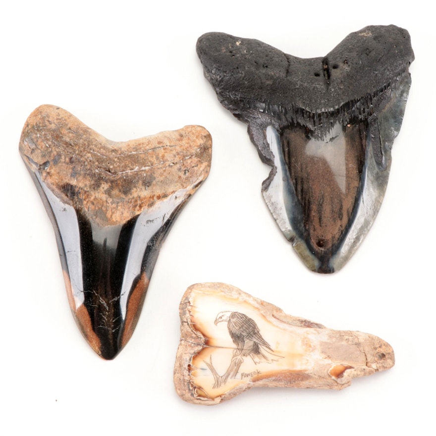 Fossil Megalodon Teeth Specimens with Etched Fossil Ivory Specimen