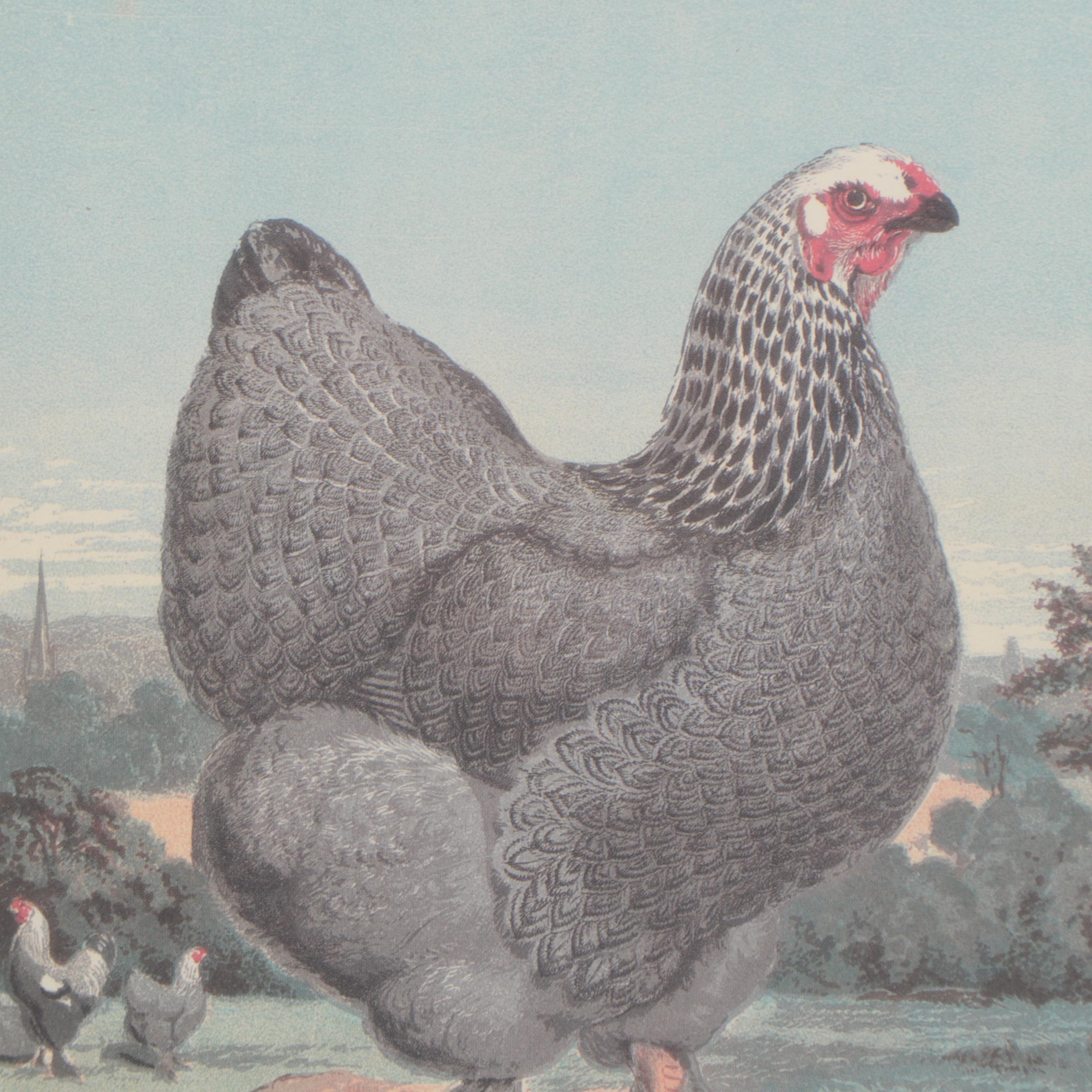 Offset Lithograph After Poultry Illustration "Psyche"