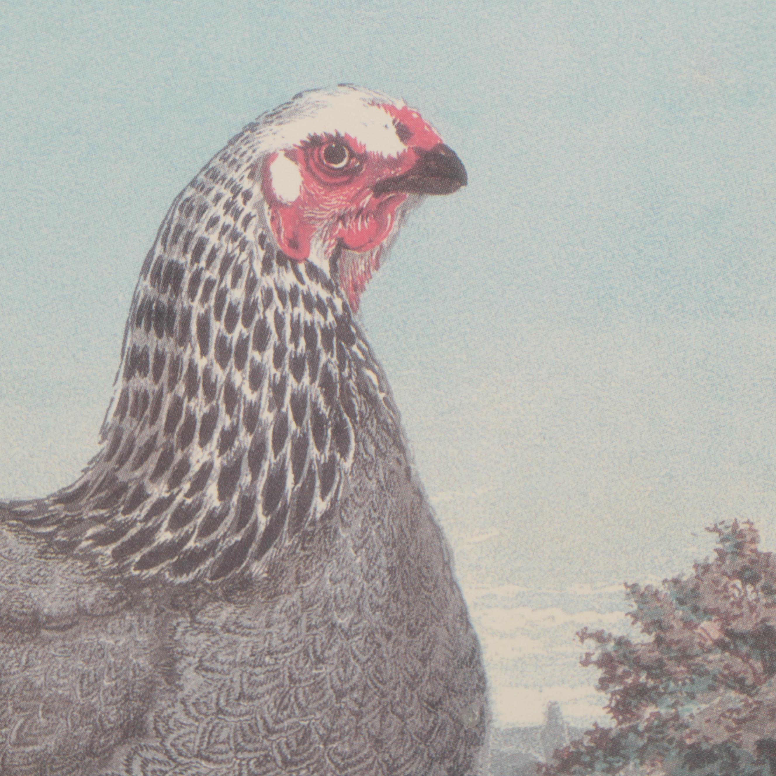 Offset Lithograph After Poultry Illustration "Psyche"