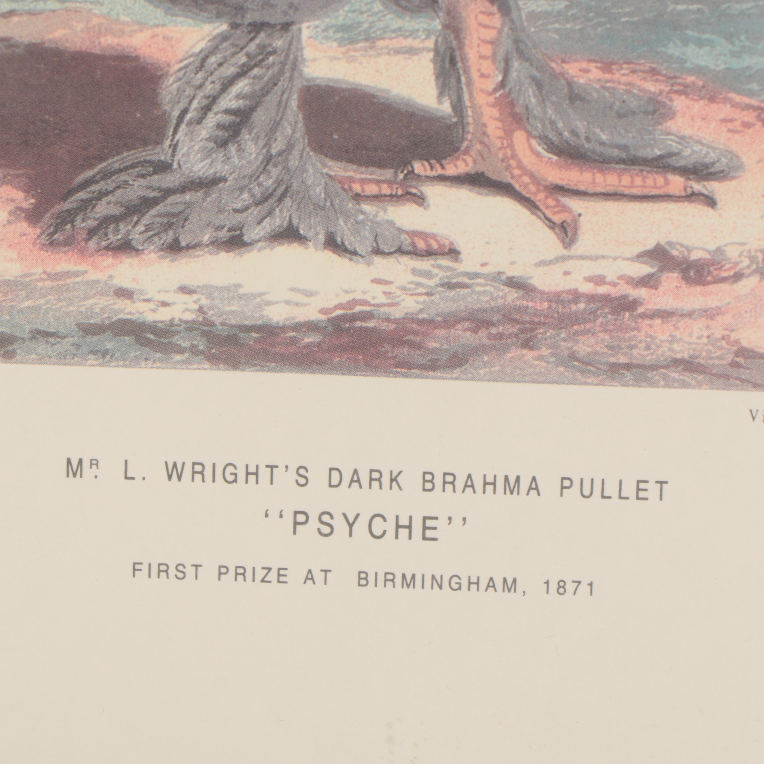 Offset Lithograph After Poultry Illustration "Psyche"