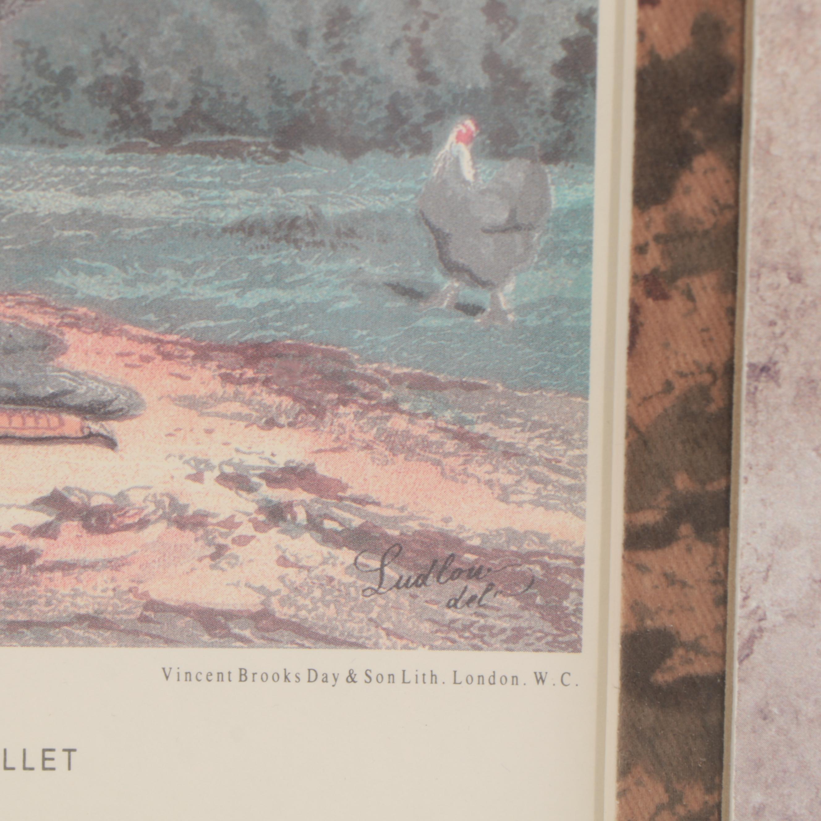 Offset Lithograph After Poultry Illustration "Psyche"