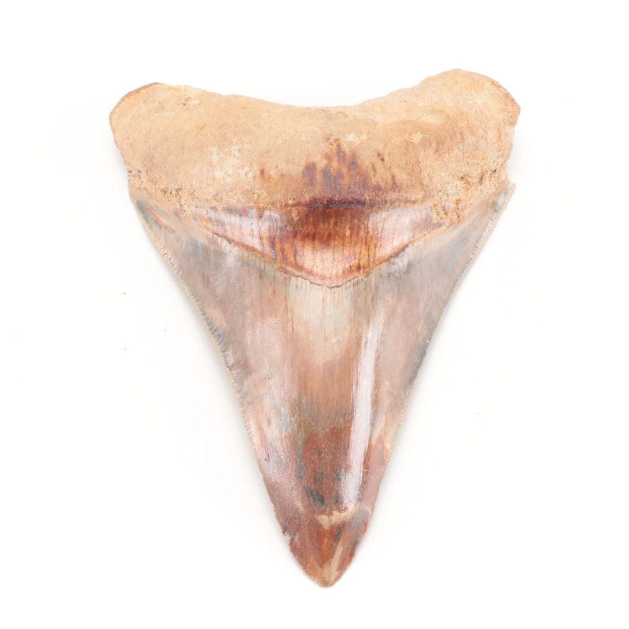 Fossilized Megalodon Tooth Specimen