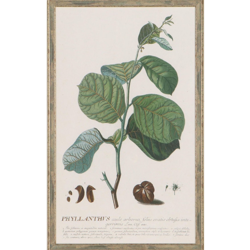 Giclée of Botanical Illustration "Phyllanthus"