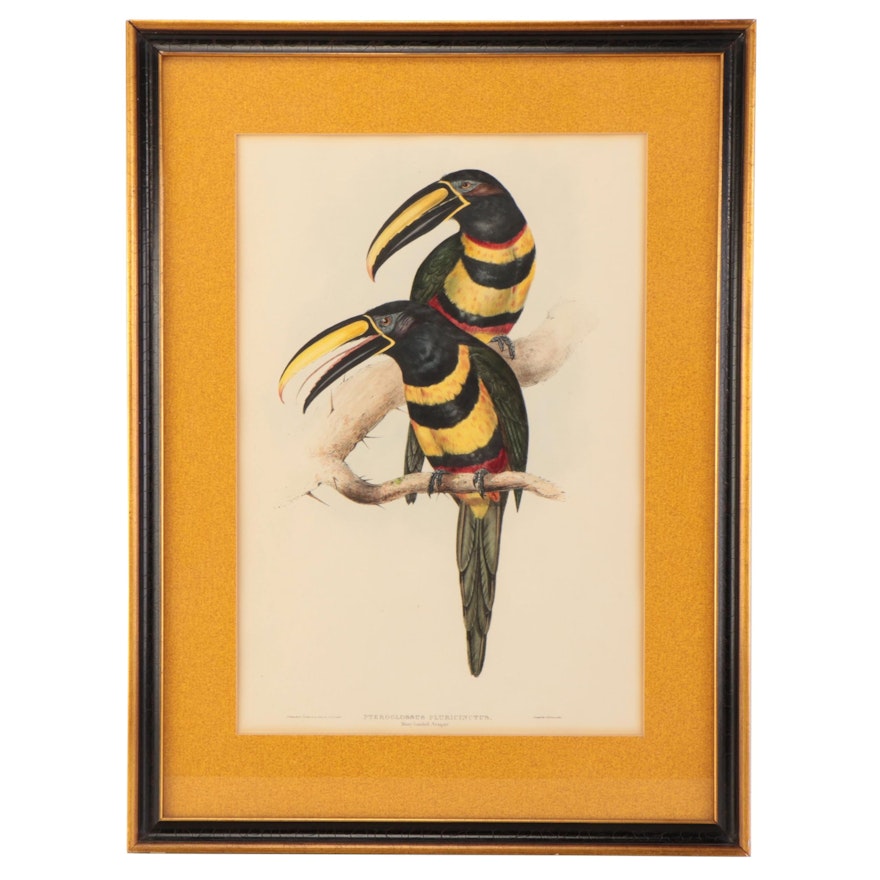 John Gould Hand-Colored Lithograph "Many-banded Araçari", 19th Century