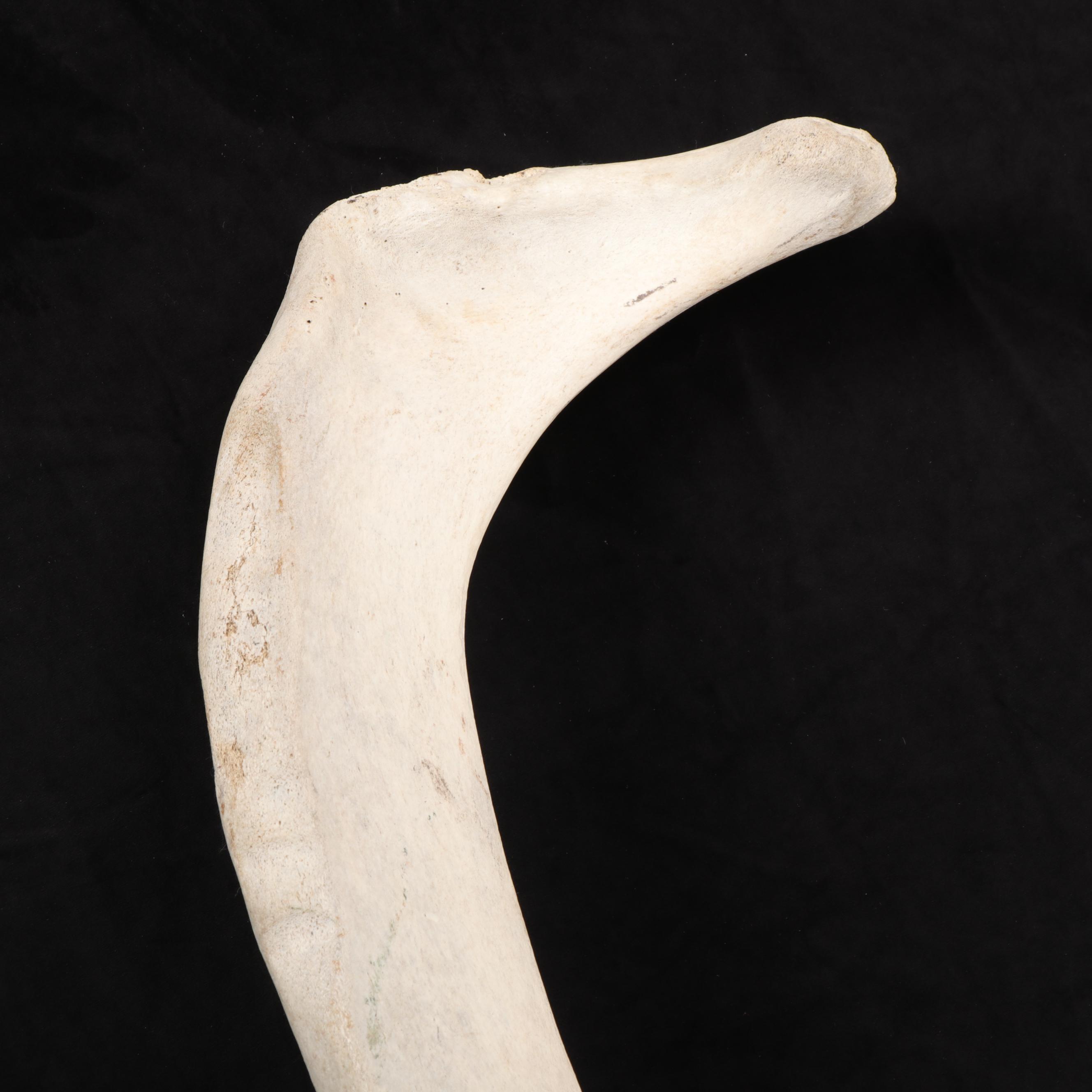 Whale Rib Bone