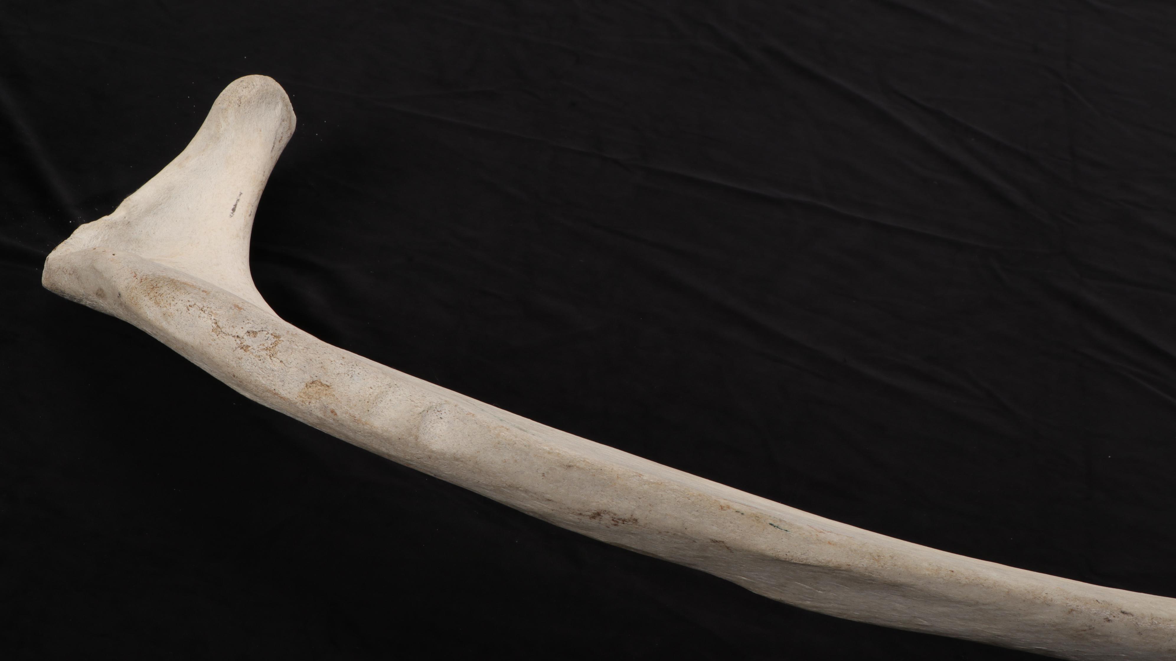 Whale Rib Bone