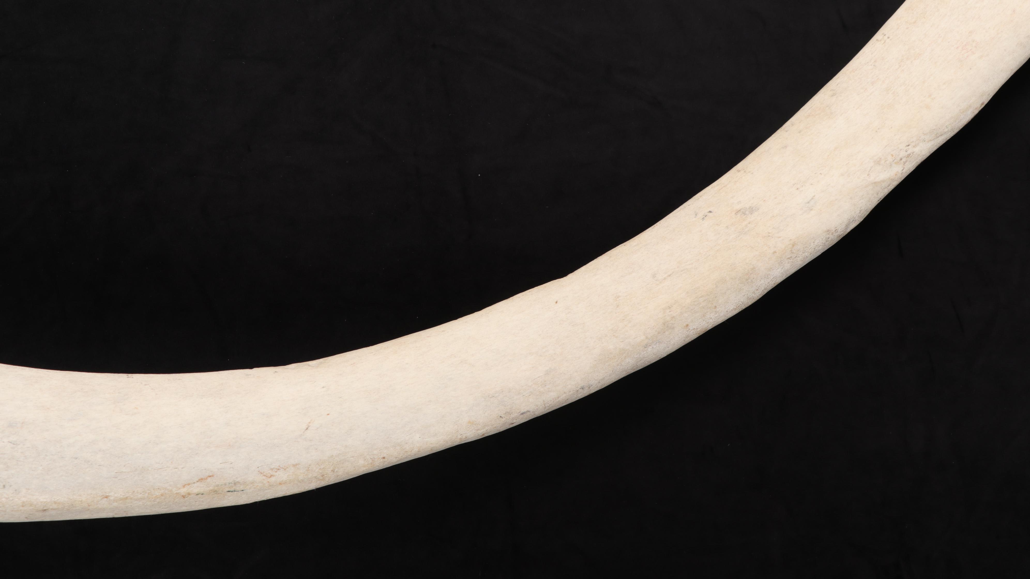 Whale Rib Bone