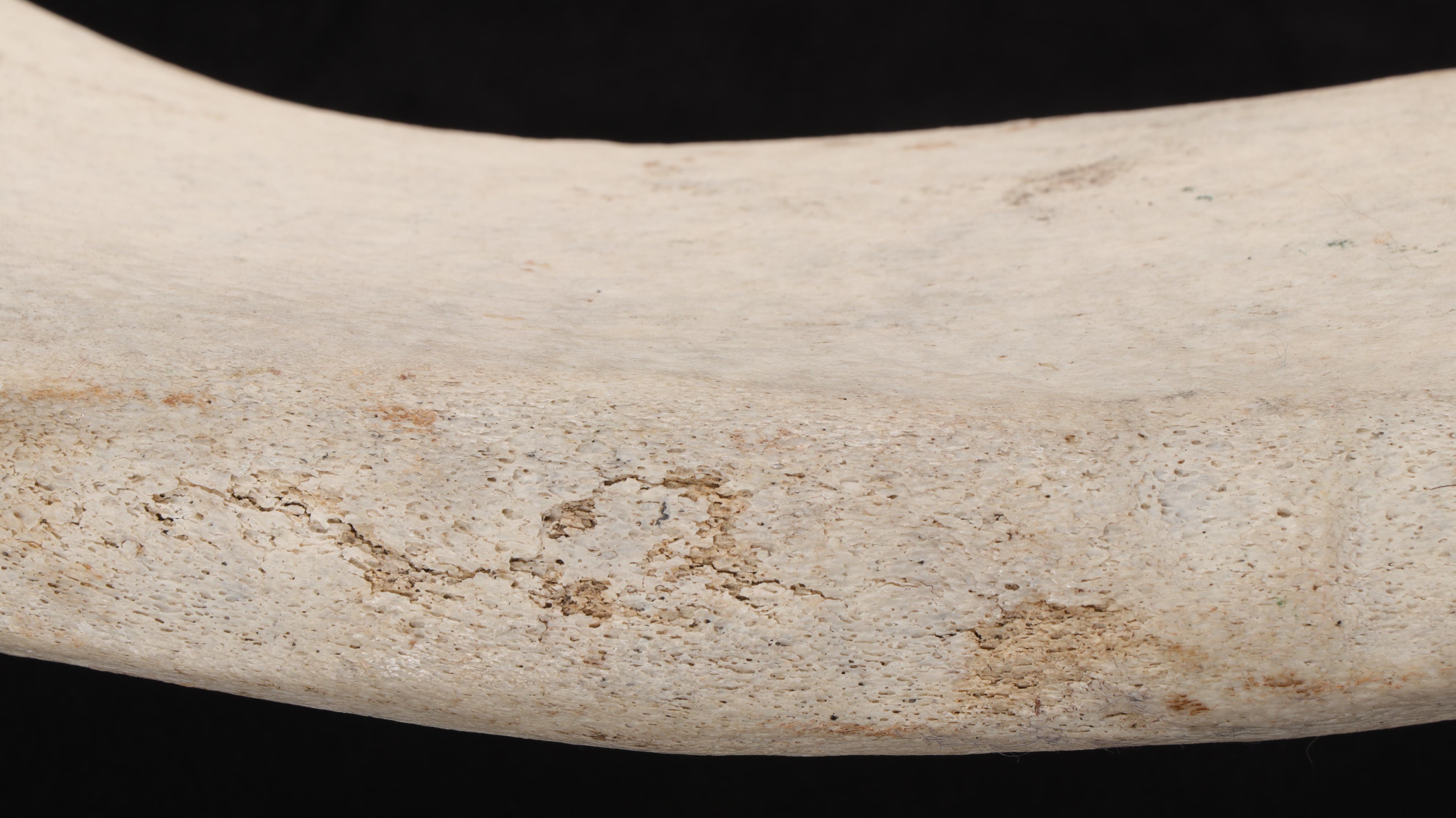 Whale Rib Bone