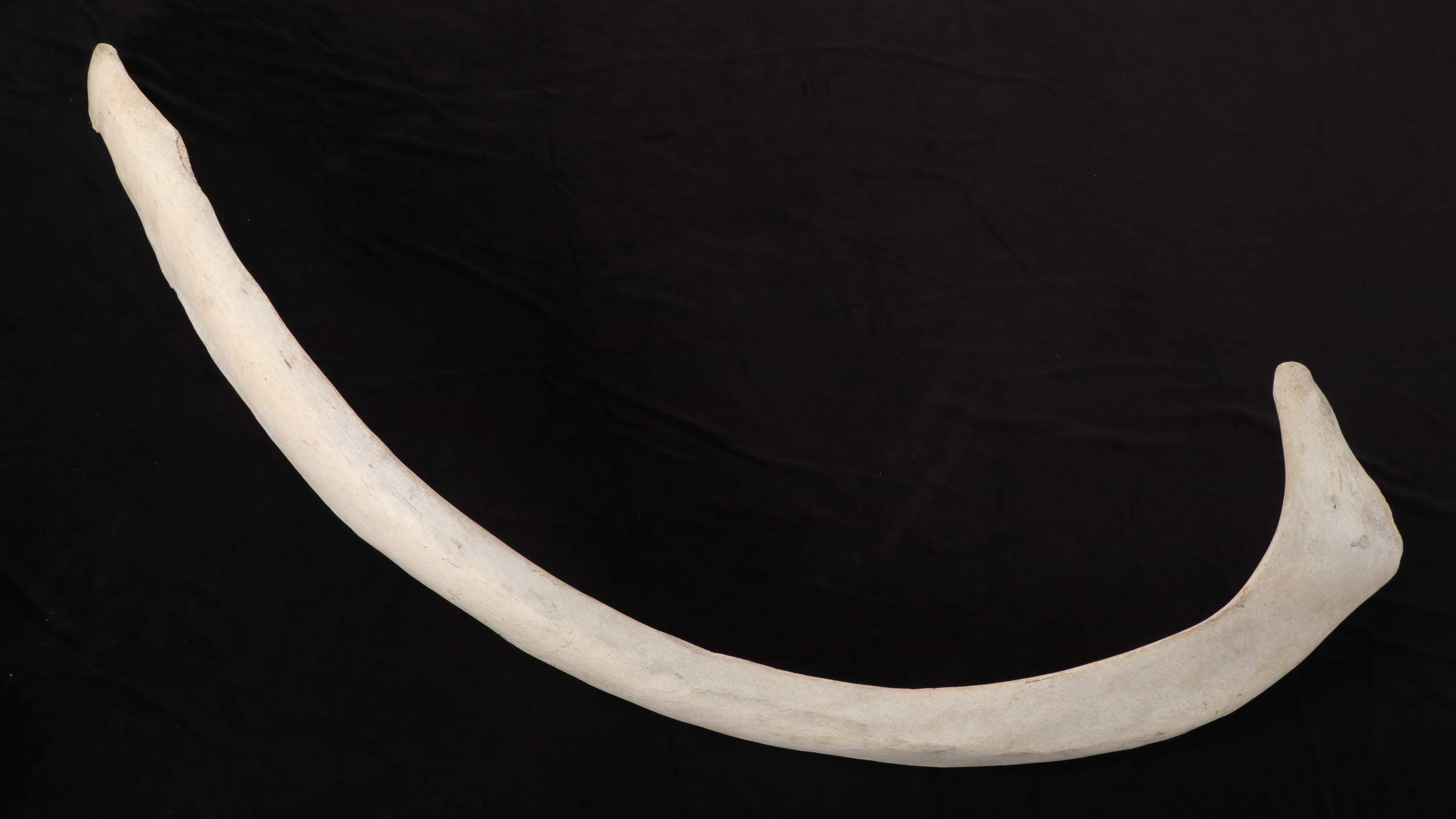 Whale Rib Bone