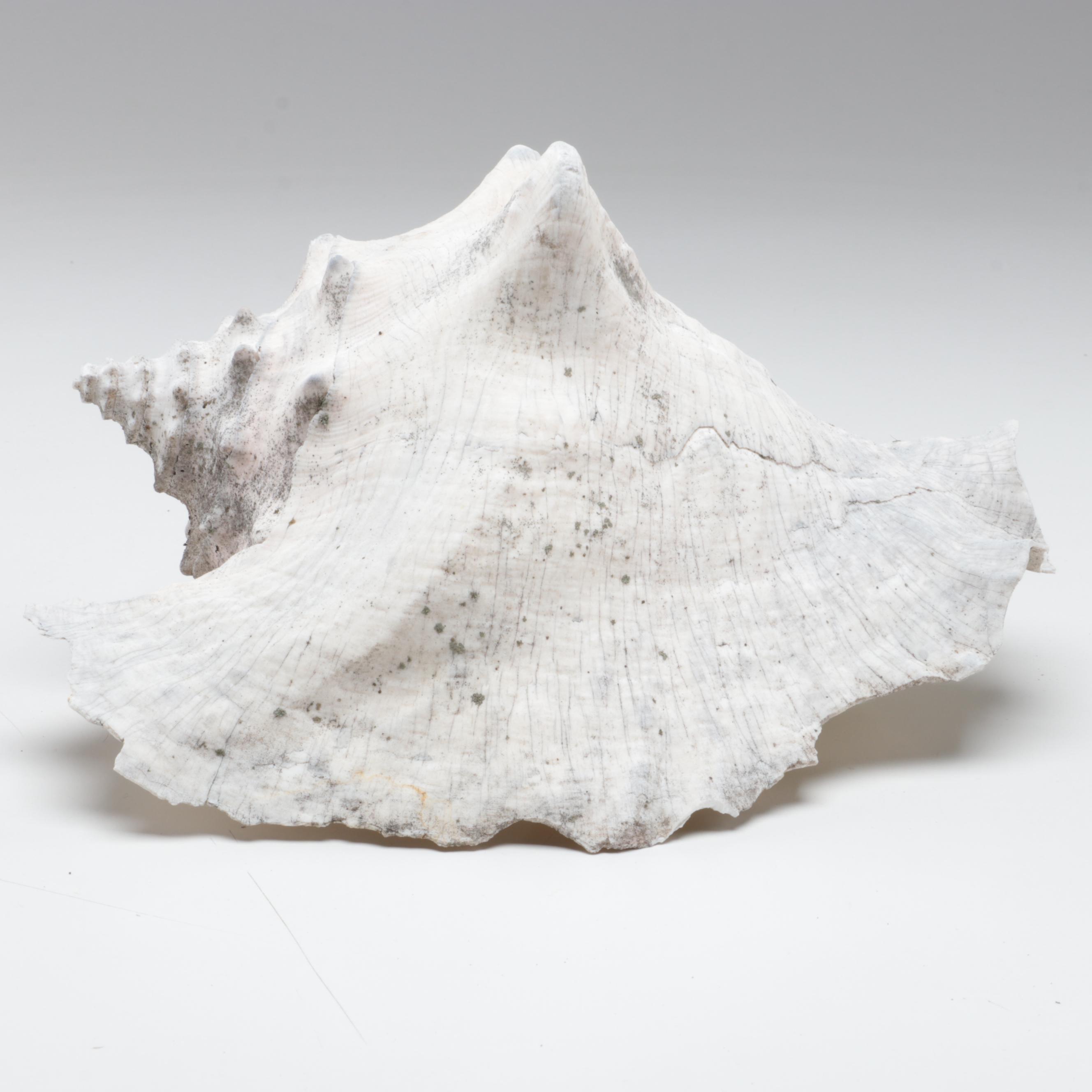 Queen Conch, King Helmet Shell, Horse Conch, Tiger Cowrie and Turban Shells