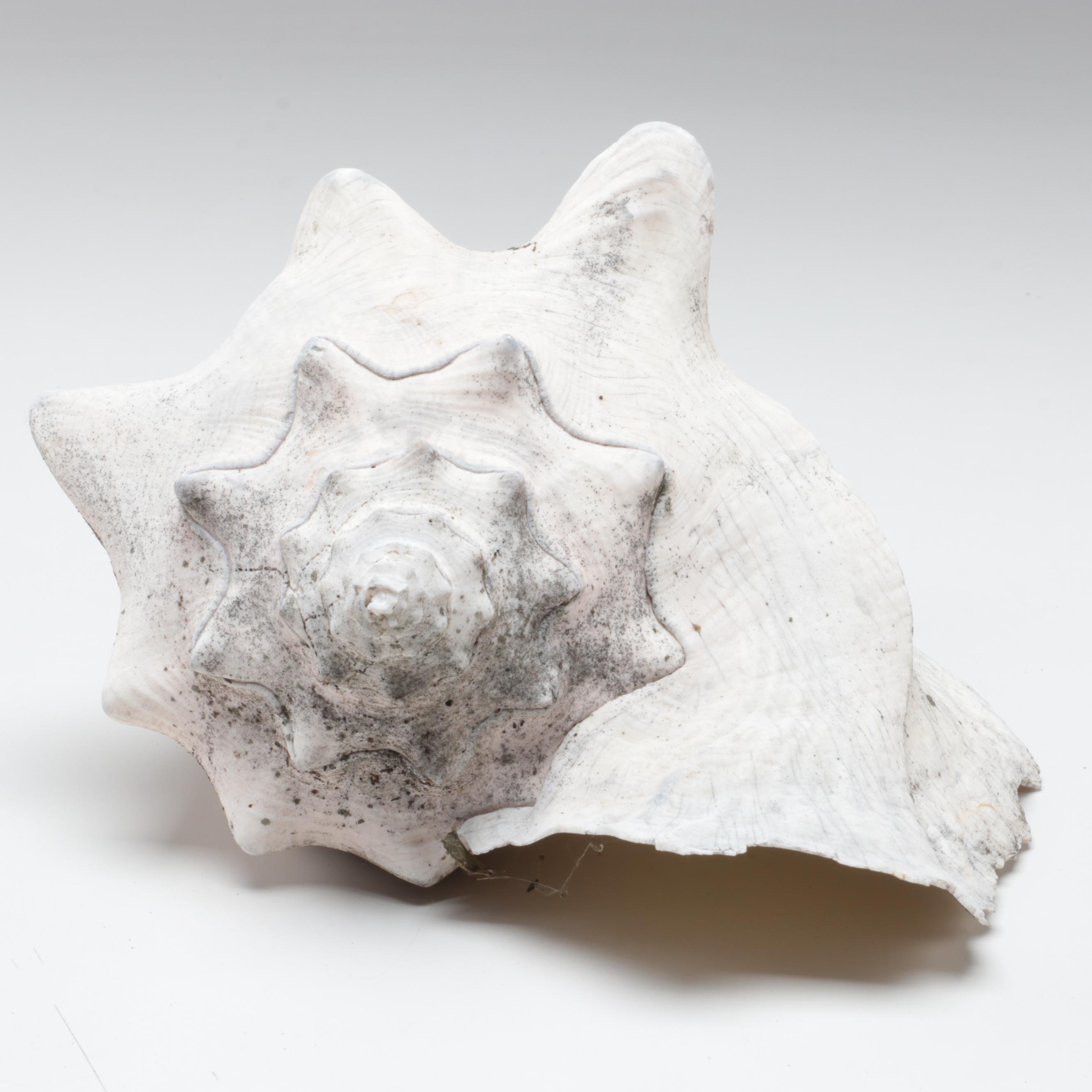 Queen Conch, King Helmet Shell, Horse Conch, Tiger Cowrie and Turban Shells