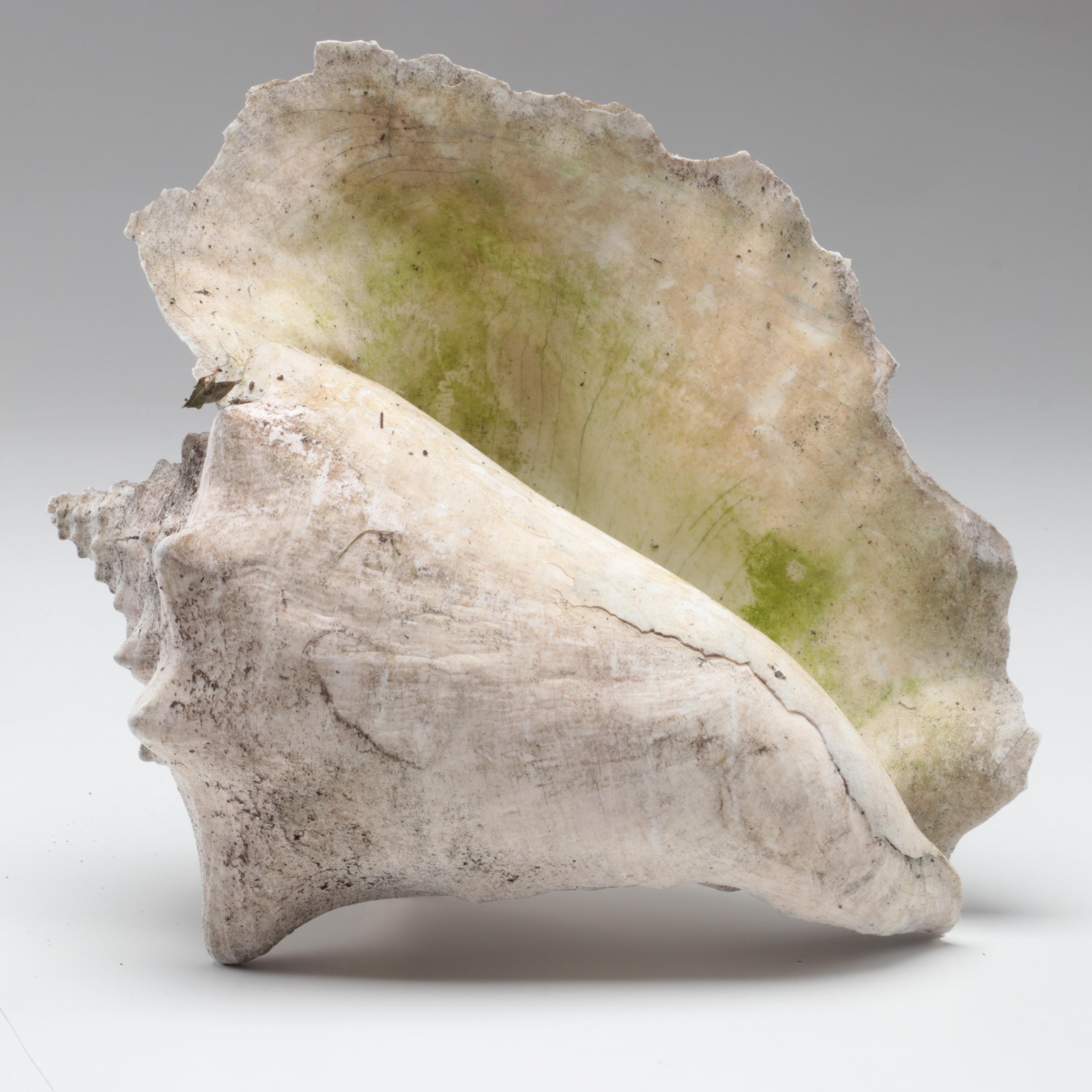 Queen Conch, King Helmet Shell, Horse Conch, Tiger Cowrie and Turban Shells