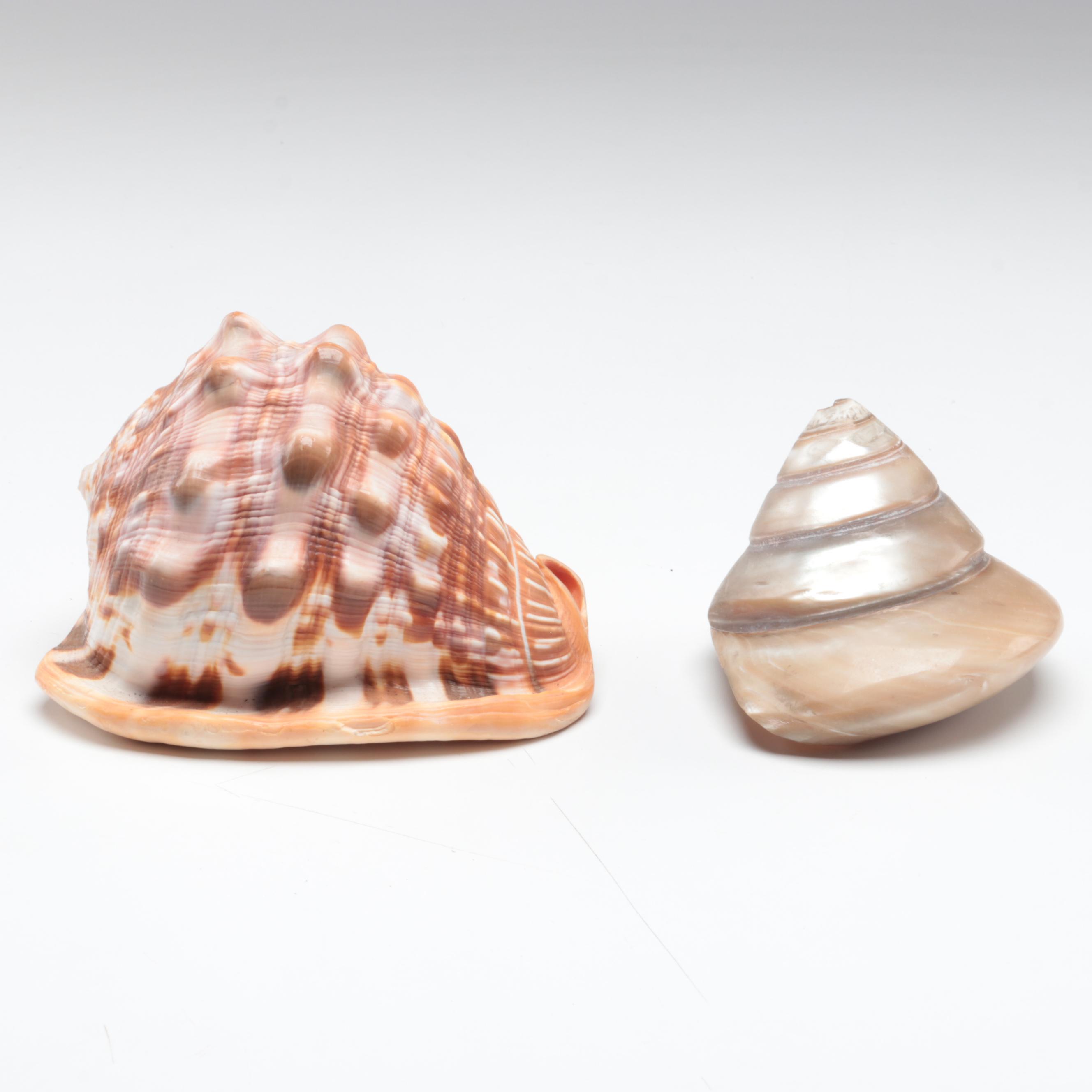 Queen Conch, King Helmet Shell, Horse Conch, Tiger Cowrie and Turban Shells