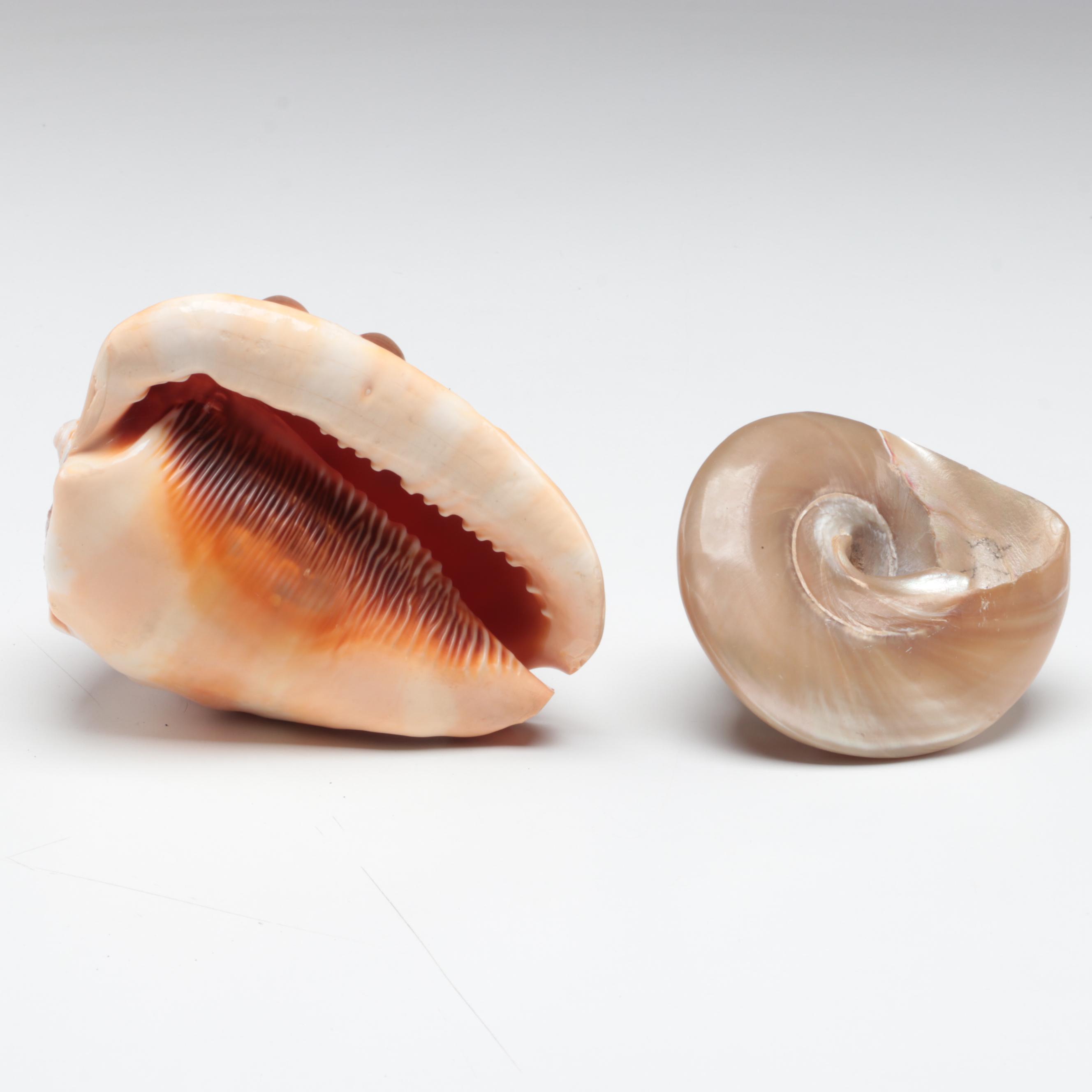 Queen Conch, King Helmet Shell, Horse Conch, Tiger Cowrie and Turban Shells