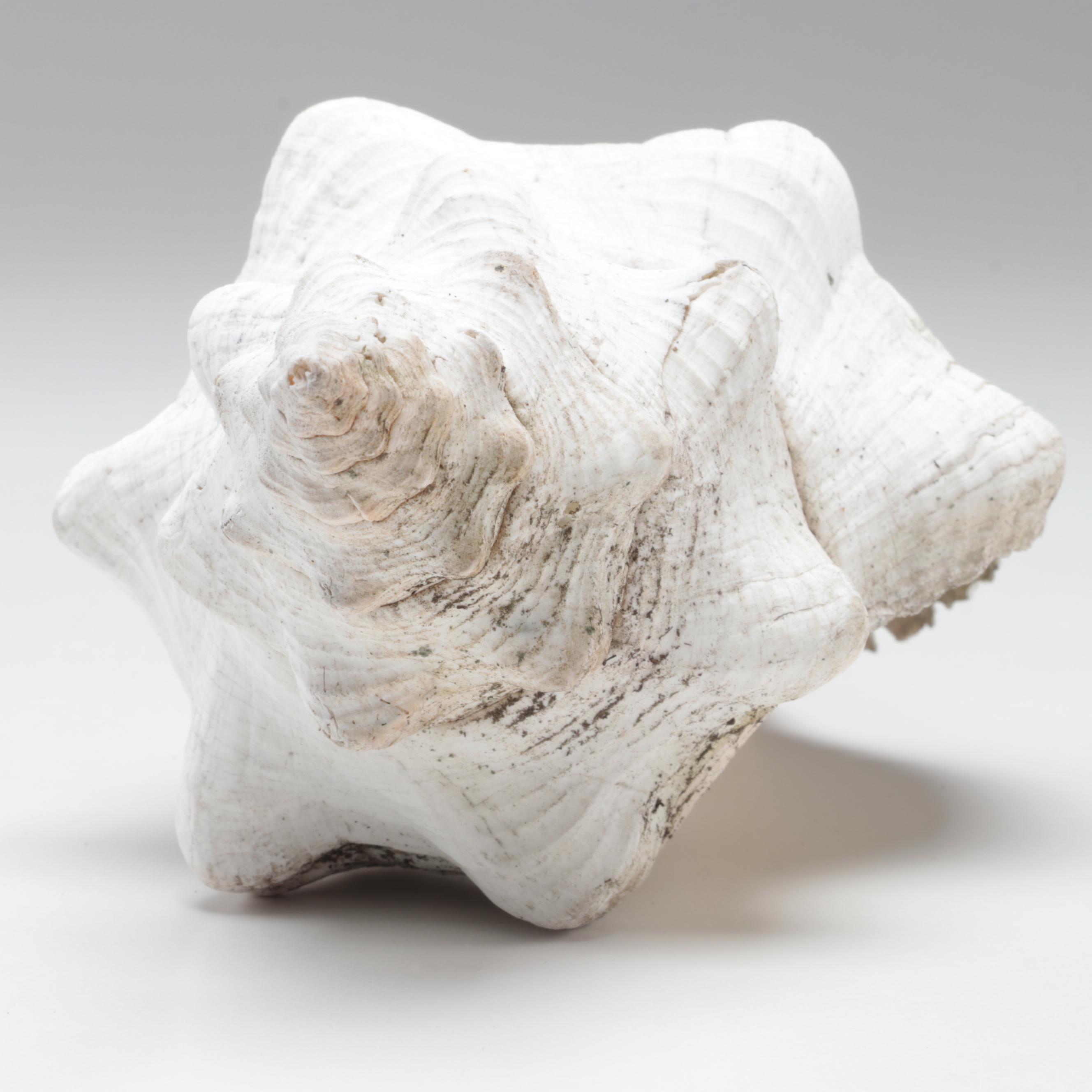 Queen Conch, King Helmet Shell, Horse Conch, Tiger Cowrie and Turban Shells