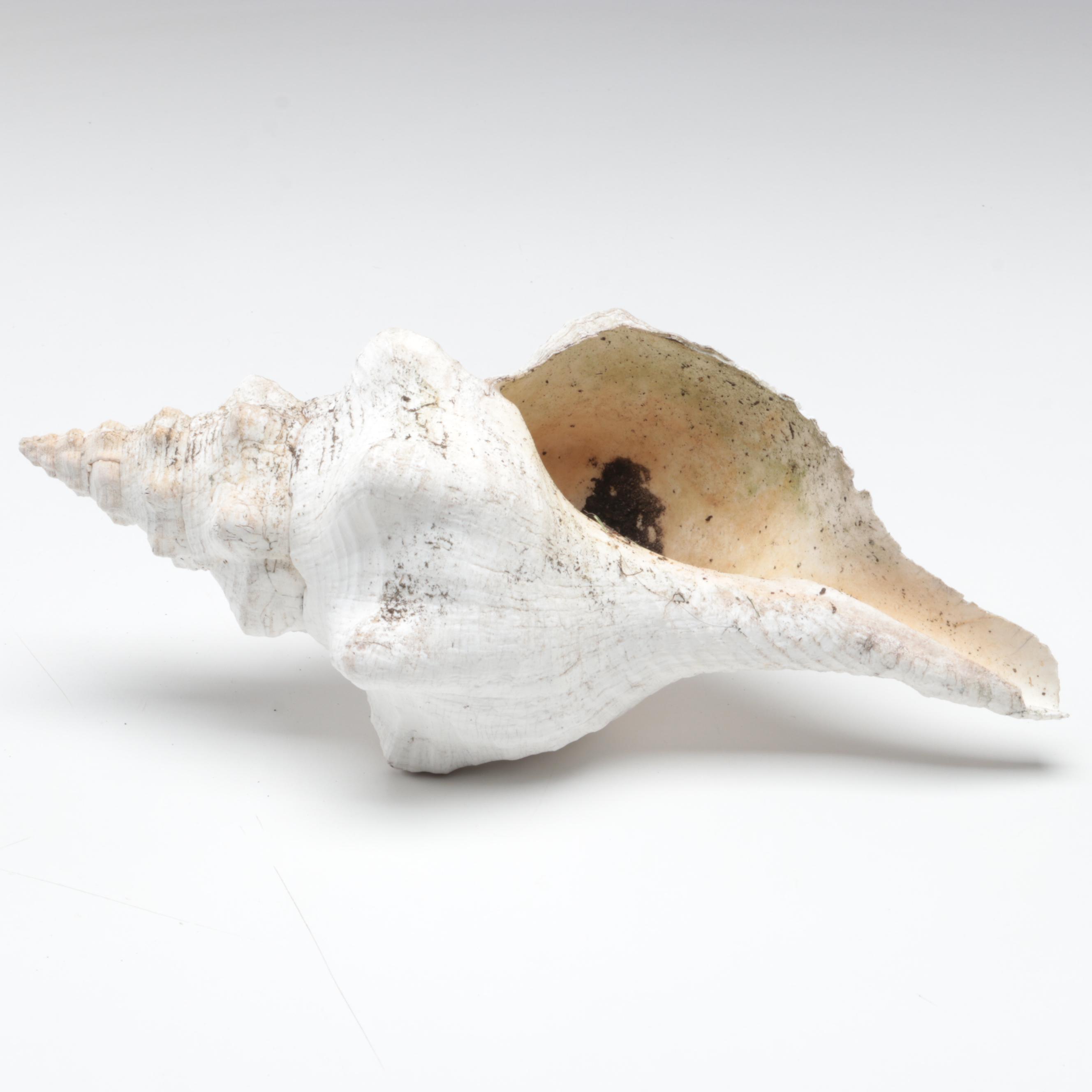 Queen Conch, King Helmet Shell, Horse Conch, Tiger Cowrie and Turban Shells