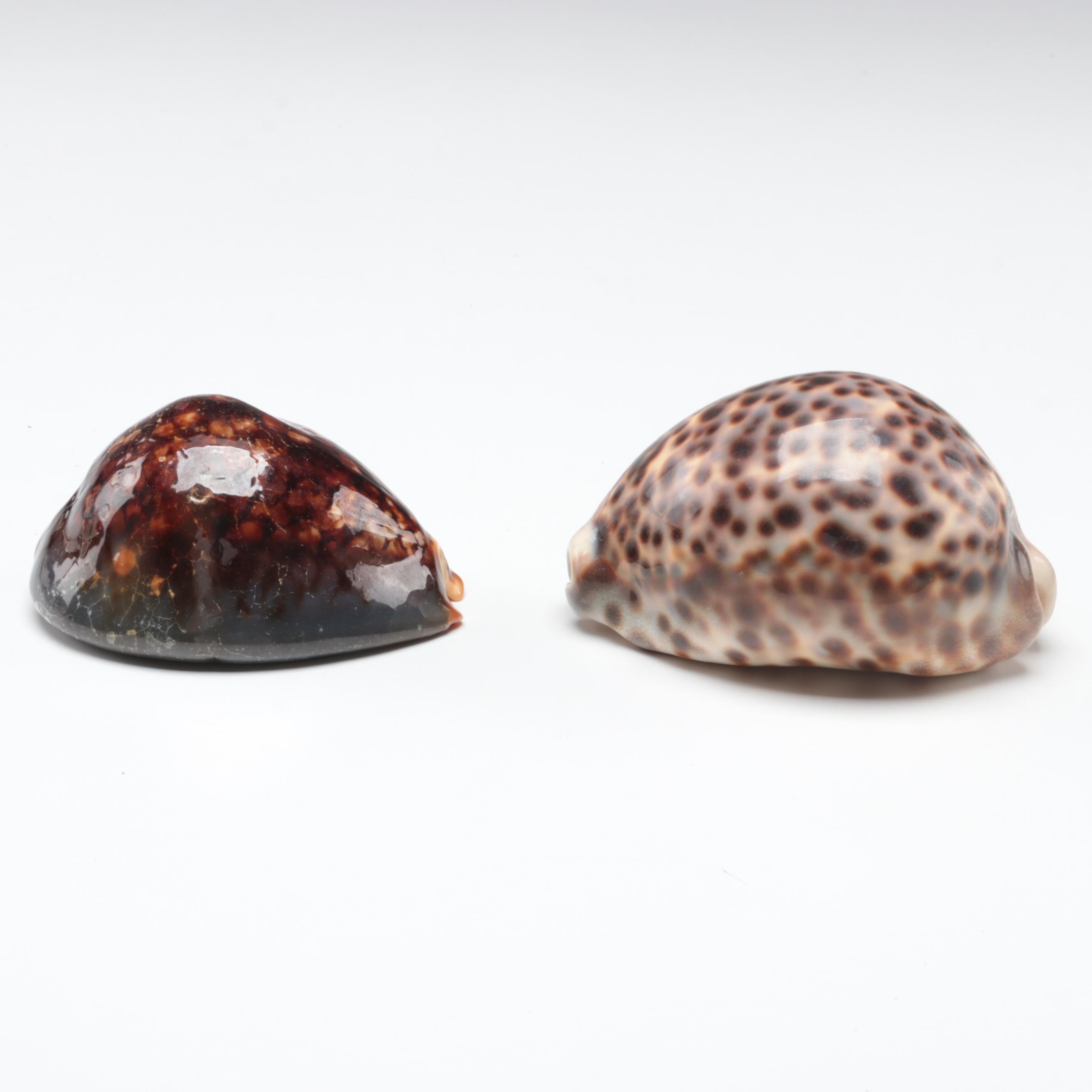 Queen Conch, King Helmet Shell, Horse Conch, Tiger Cowrie and Turban Shells