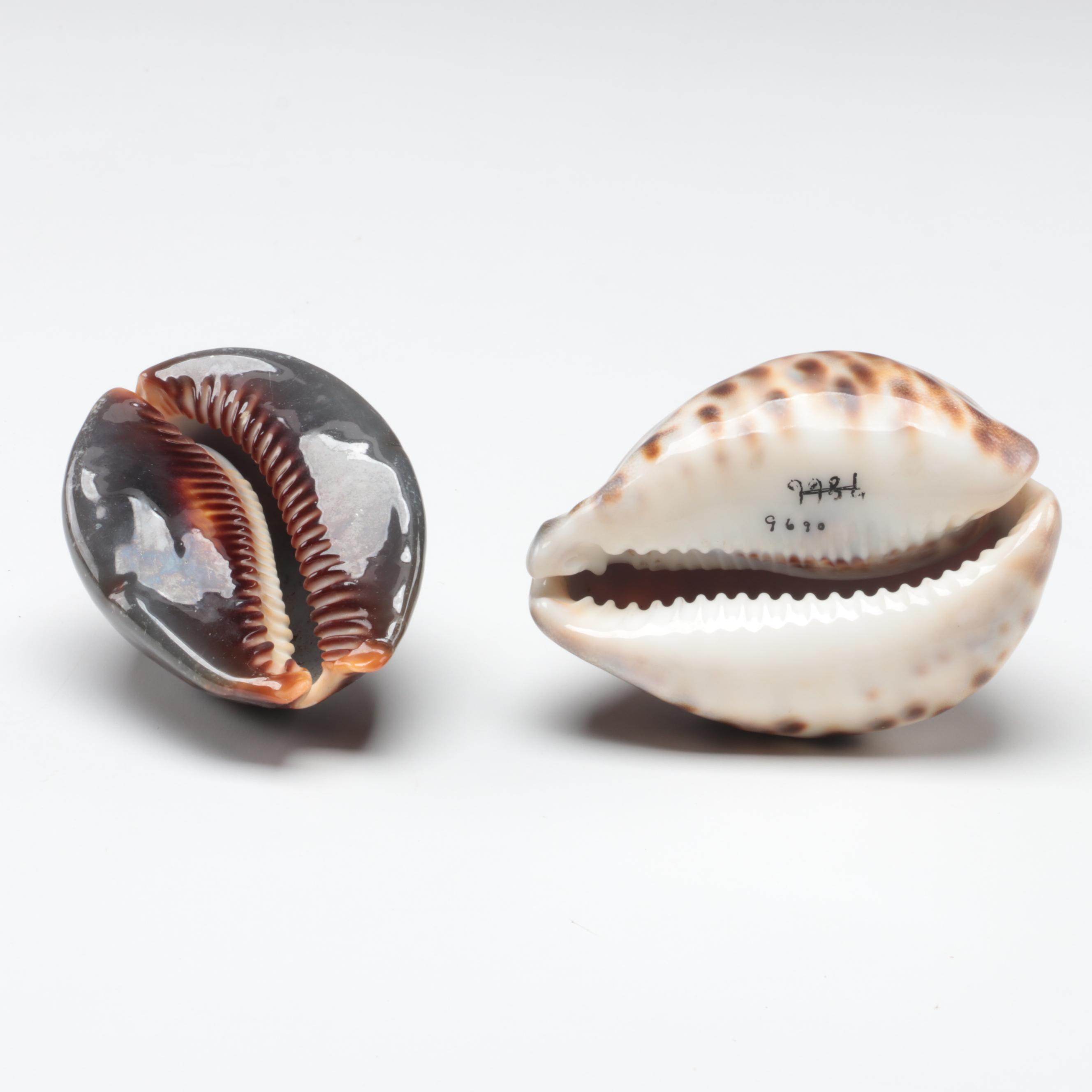 Queen Conch, King Helmet Shell, Horse Conch, Tiger Cowrie and Turban Shells