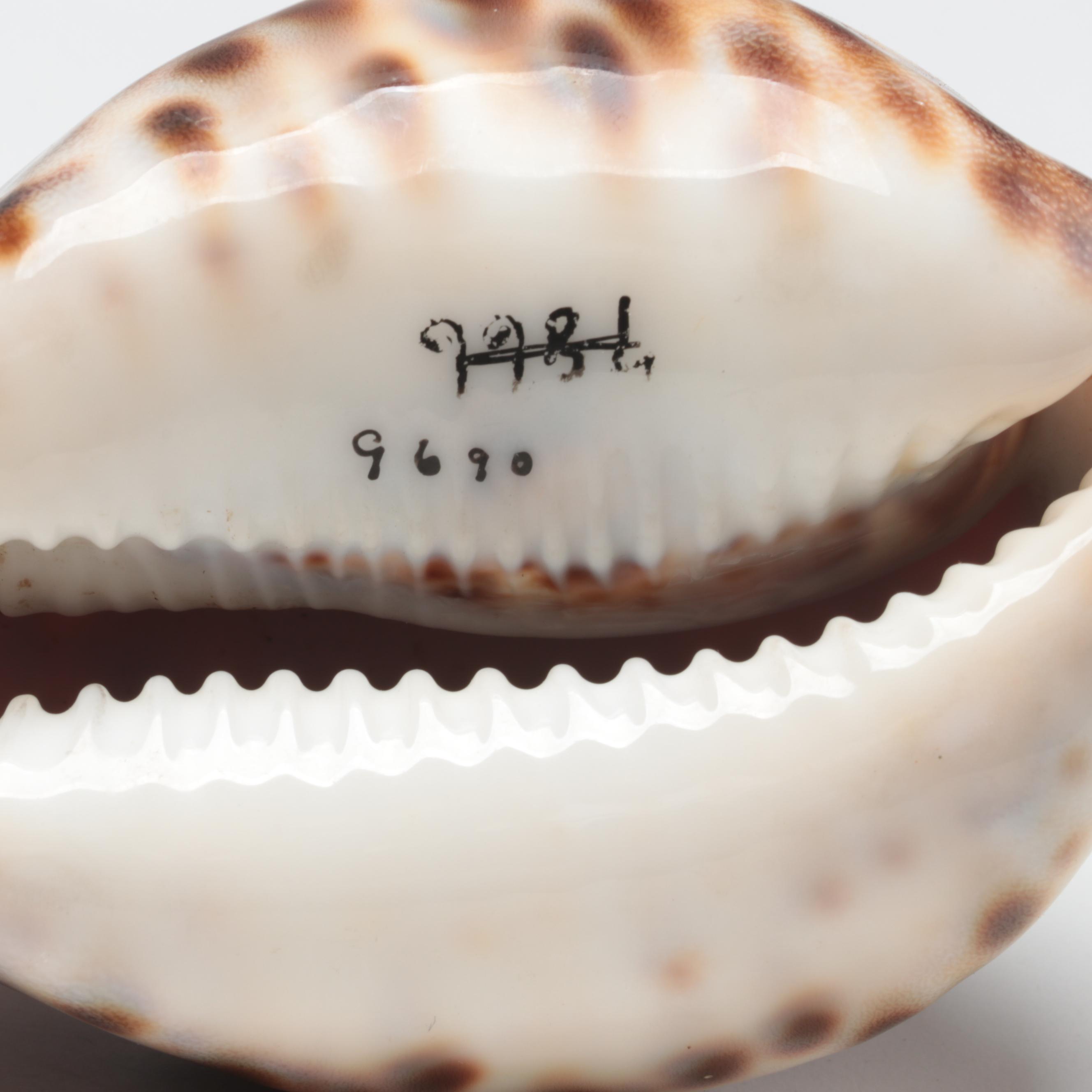 Queen Conch, King Helmet Shell, Horse Conch, Tiger Cowrie and Turban Shells