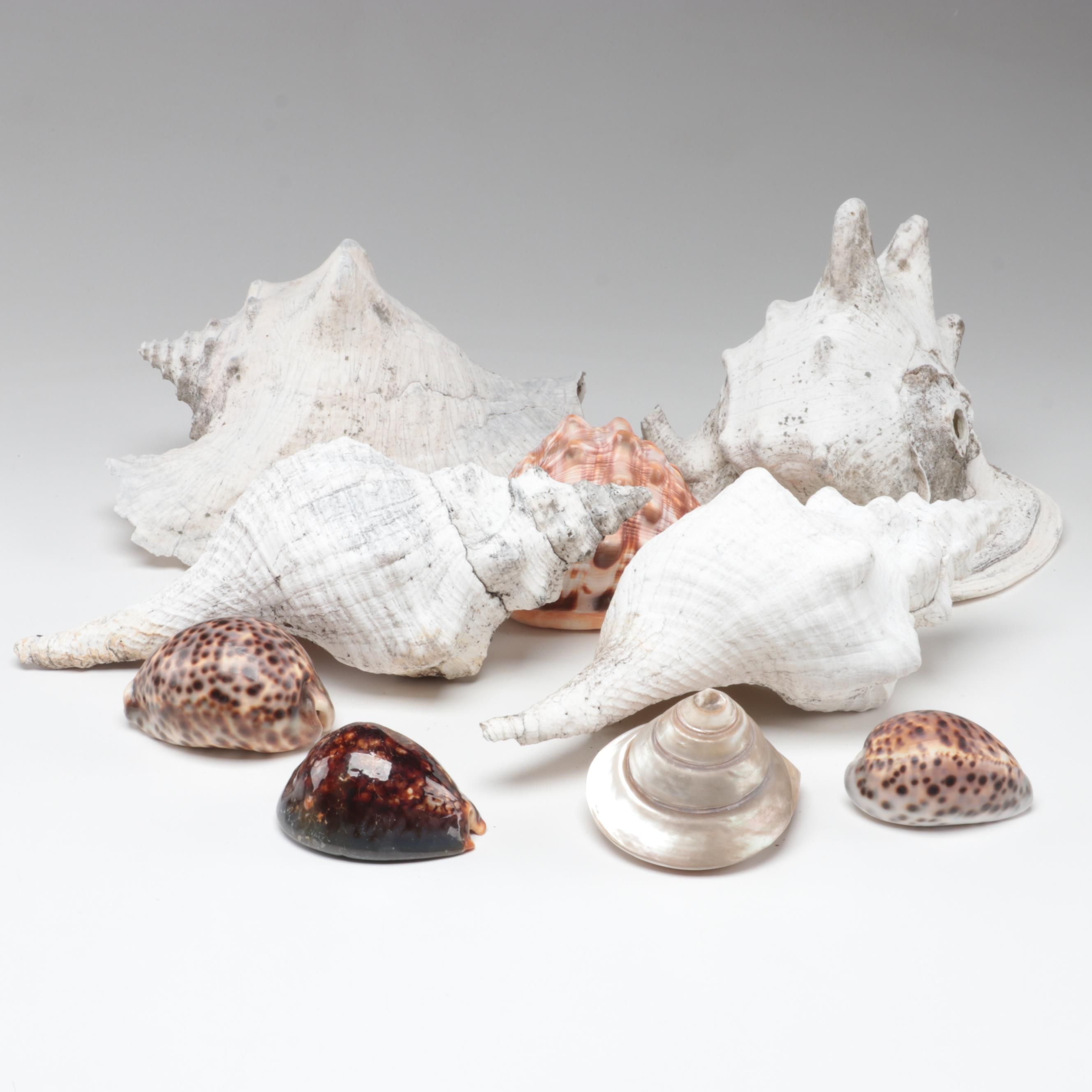 Queen Conch, King Helmet Shell, Horse Conch, Tiger Cowrie and Turban Shells