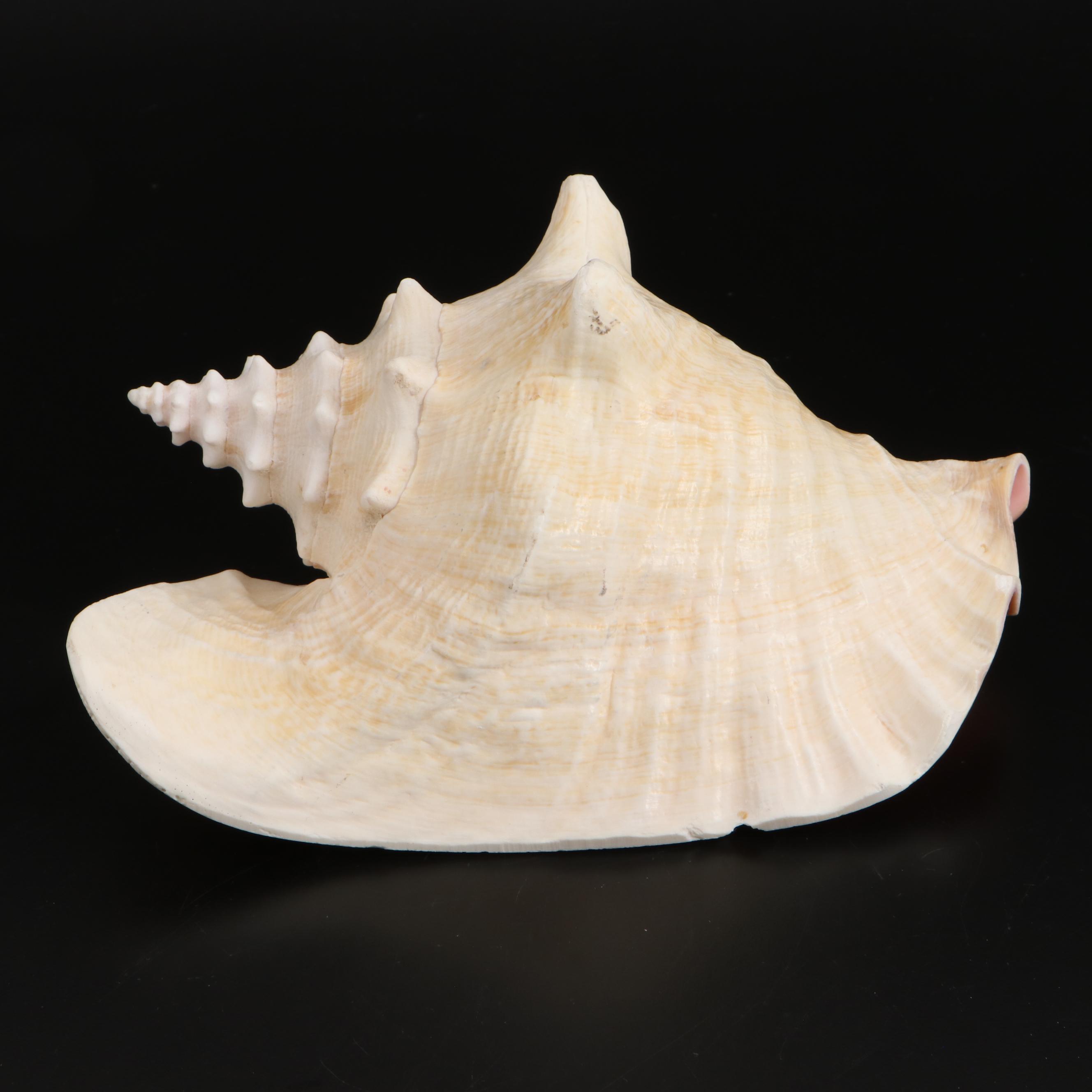 Queen Conch, Bear Paw Clam and Lightning Whelk Shell Specimens