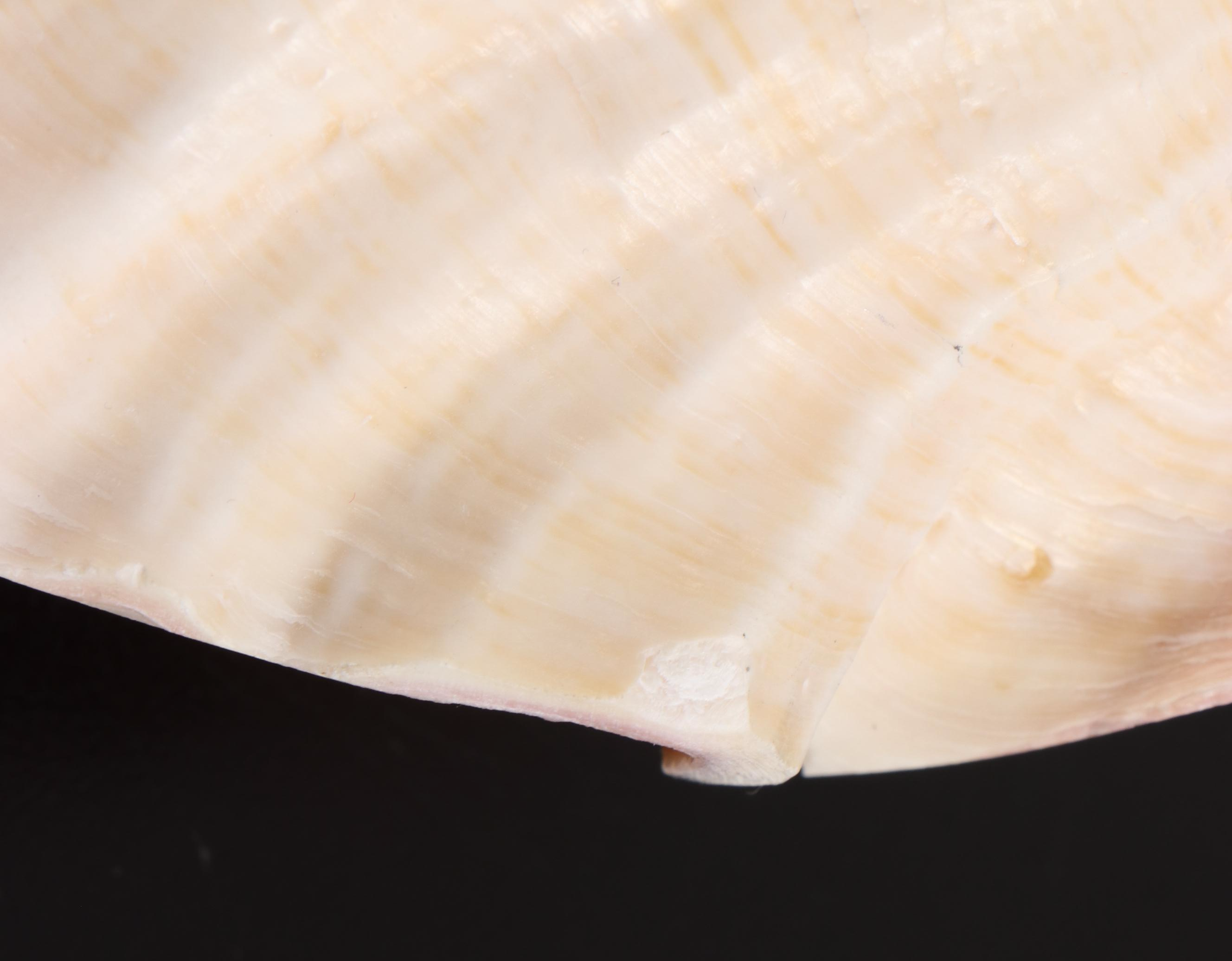 Queen Conch, Bear Paw Clam and Lightning Whelk Shell Specimens