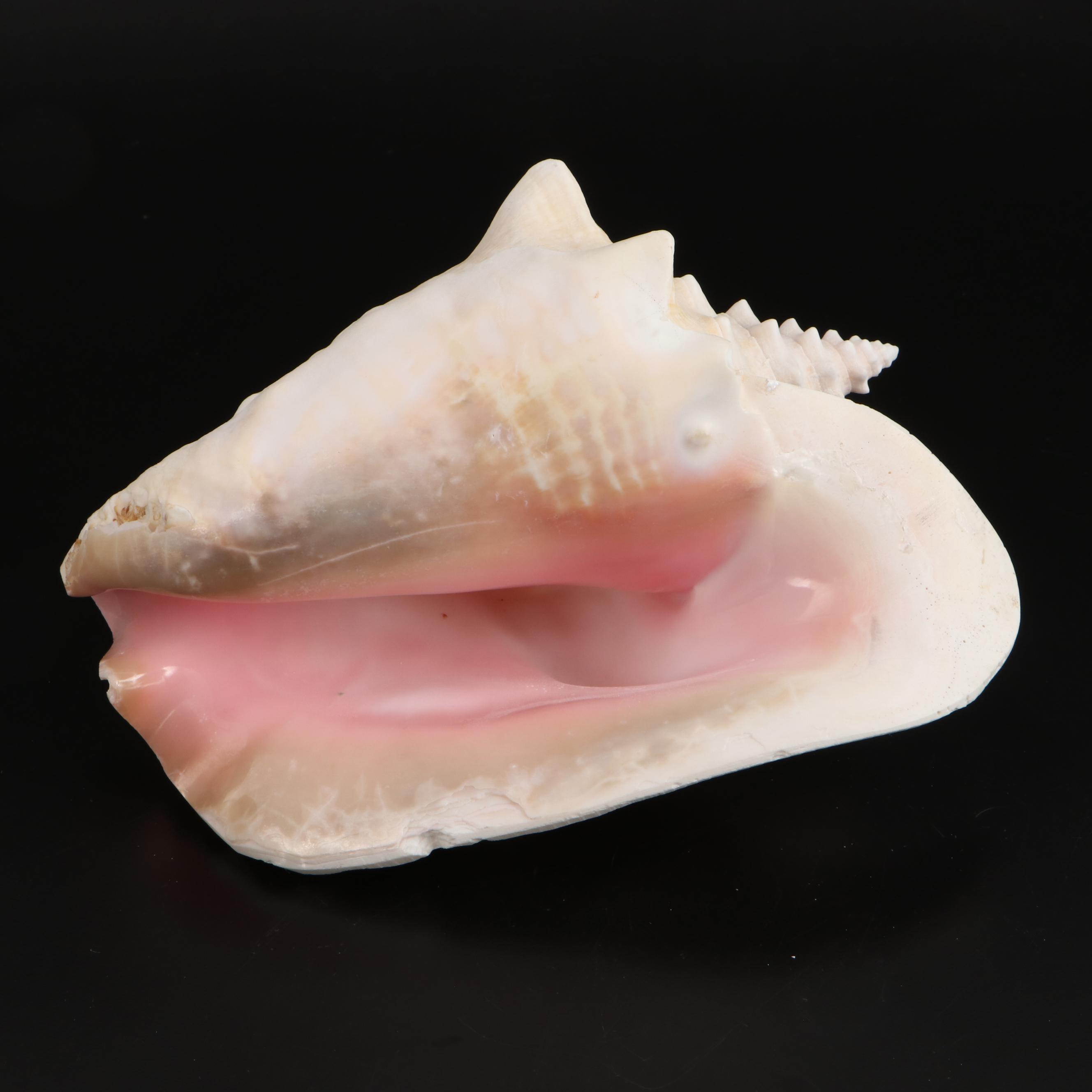 Queen Conch, Bear Paw Clam and Lightning Whelk Shell Specimens