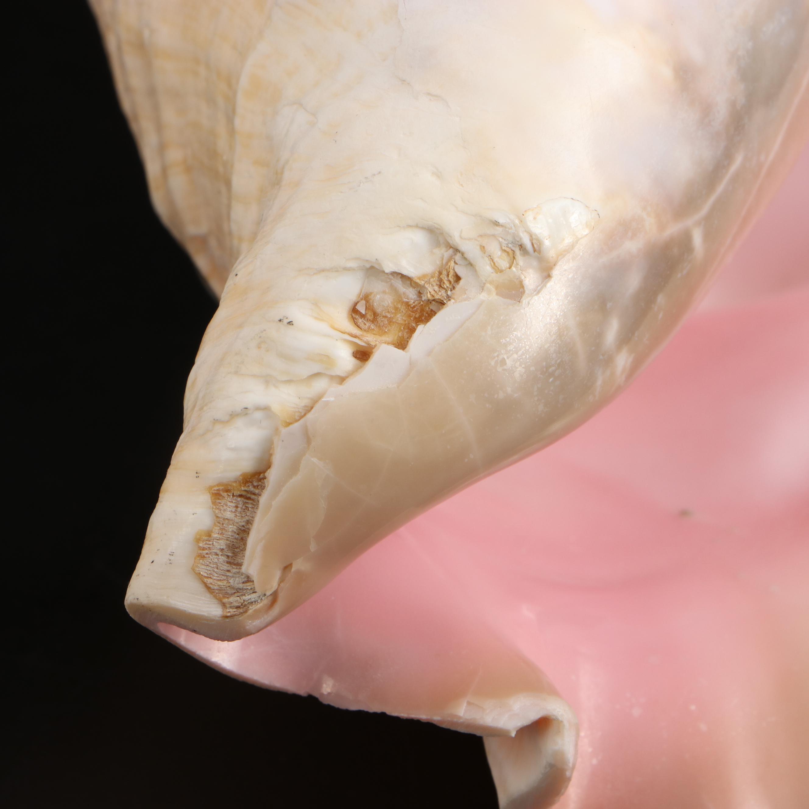 Queen Conch, Bear Paw Clam and Lightning Whelk Shell Specimens