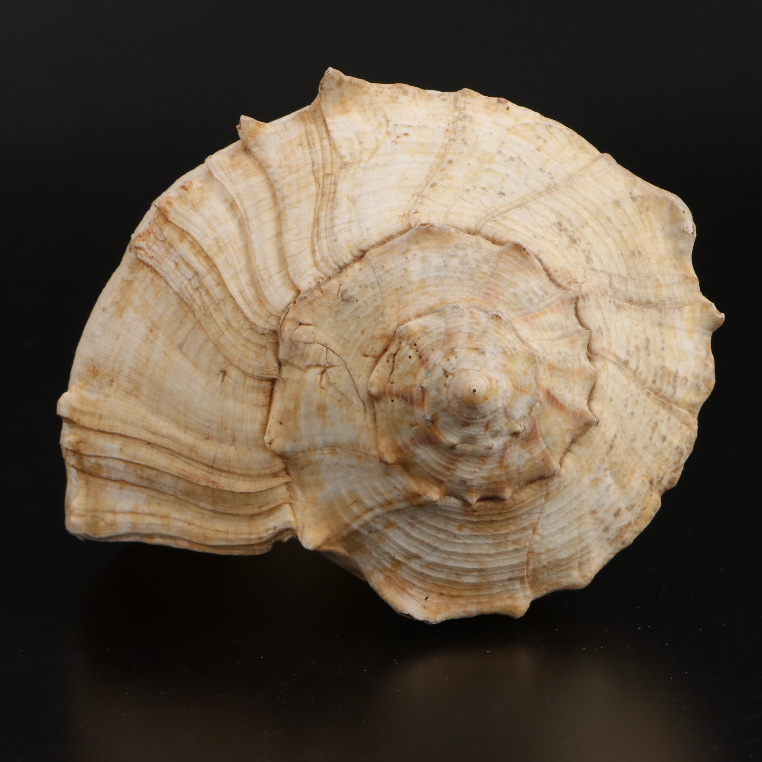 Queen Conch, Bear Paw Clam and Lightning Whelk Shell Specimens