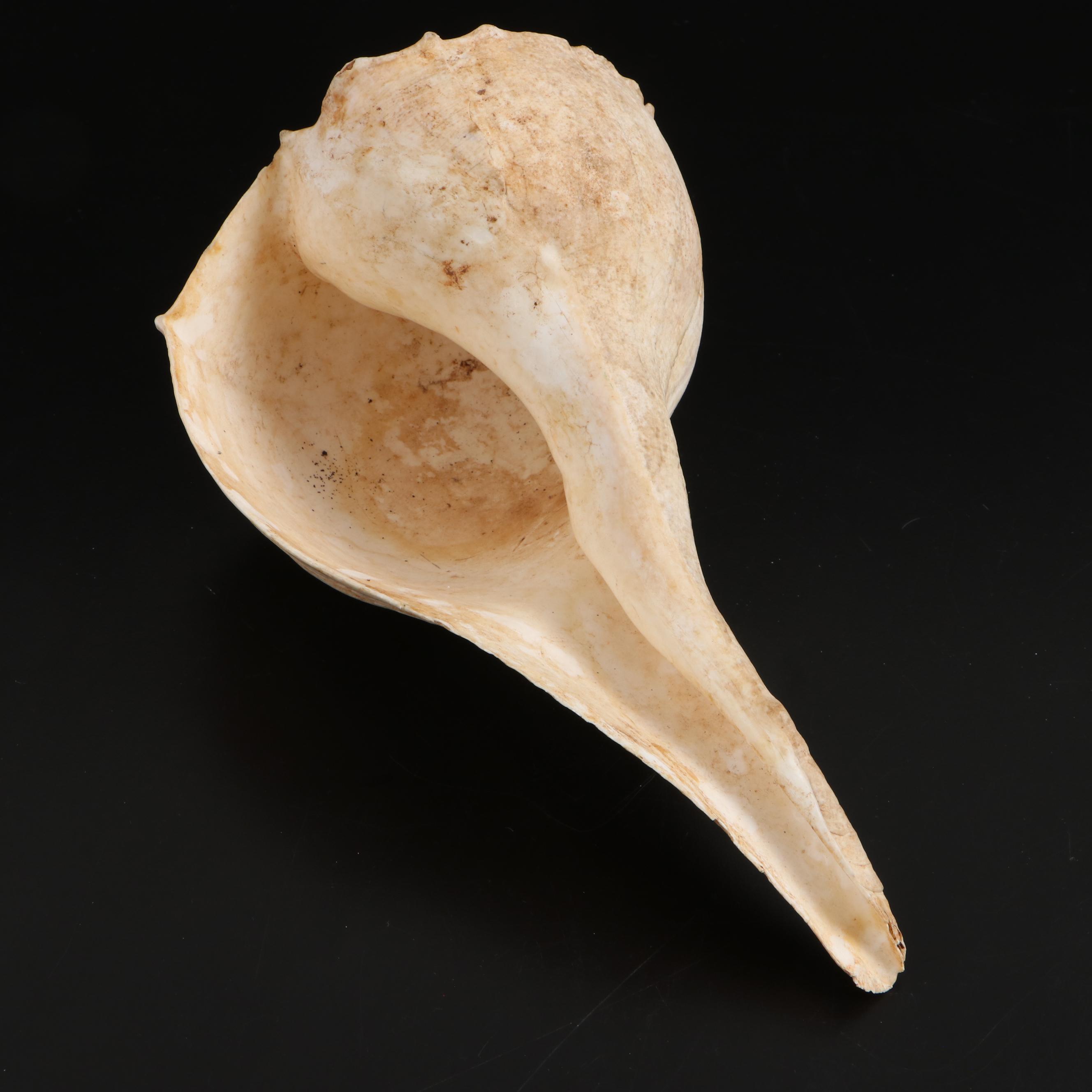 Queen Conch, Bear Paw Clam and Lightning Whelk Shell Specimens