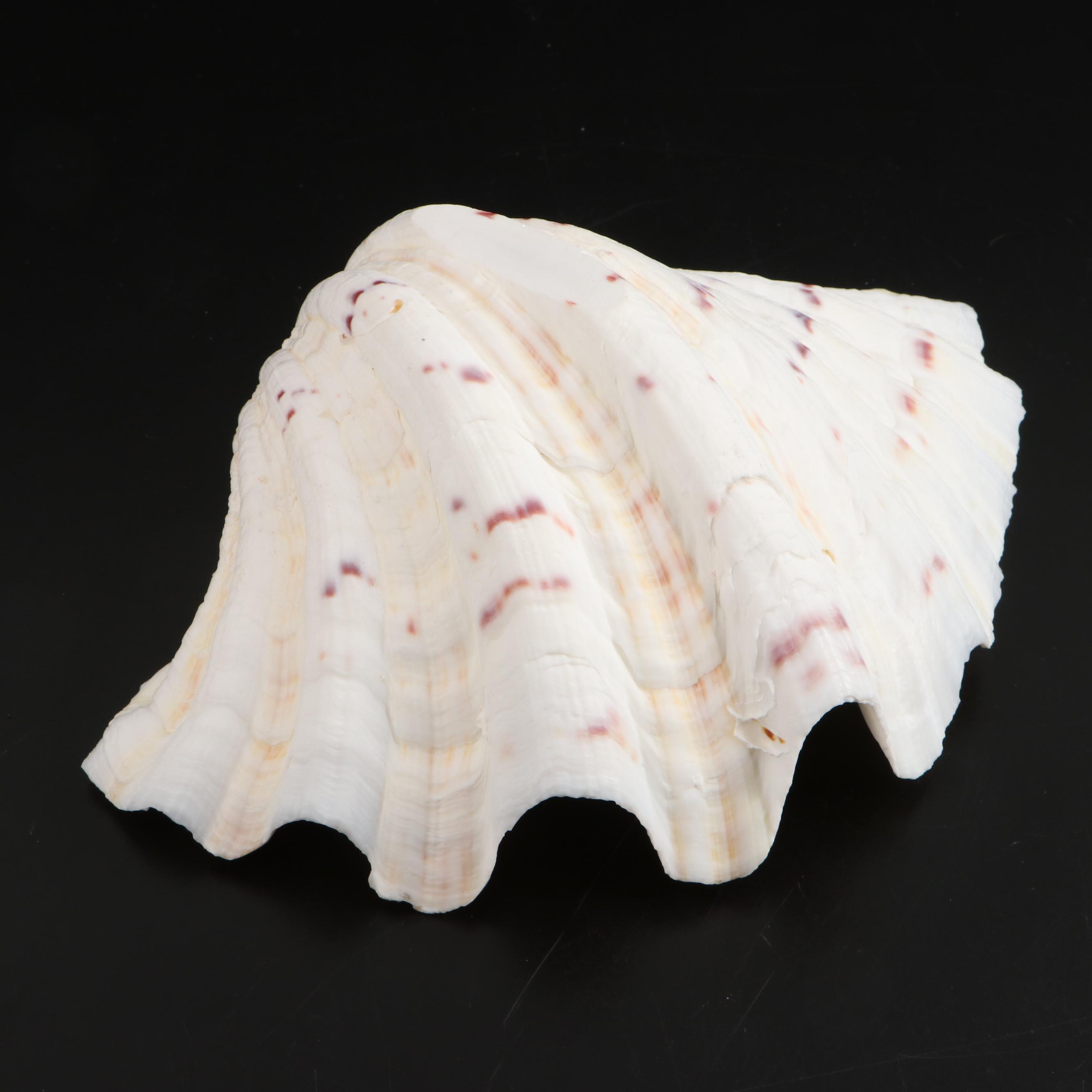 Queen Conch, Bear Paw Clam and Lightning Whelk Shell Specimens