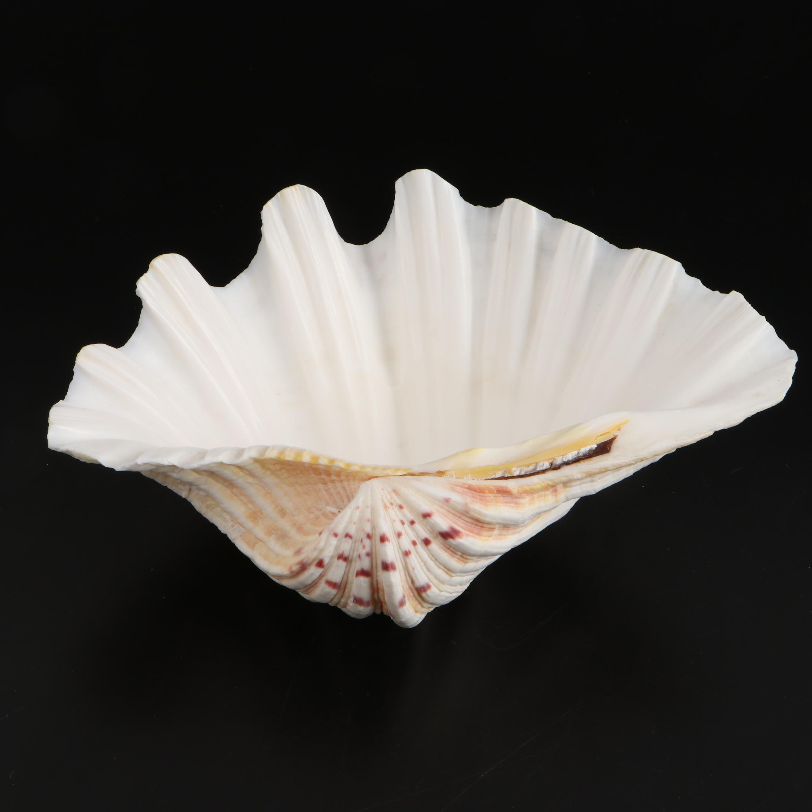 Queen Conch, Bear Paw Clam and Lightning Whelk Shell Specimens