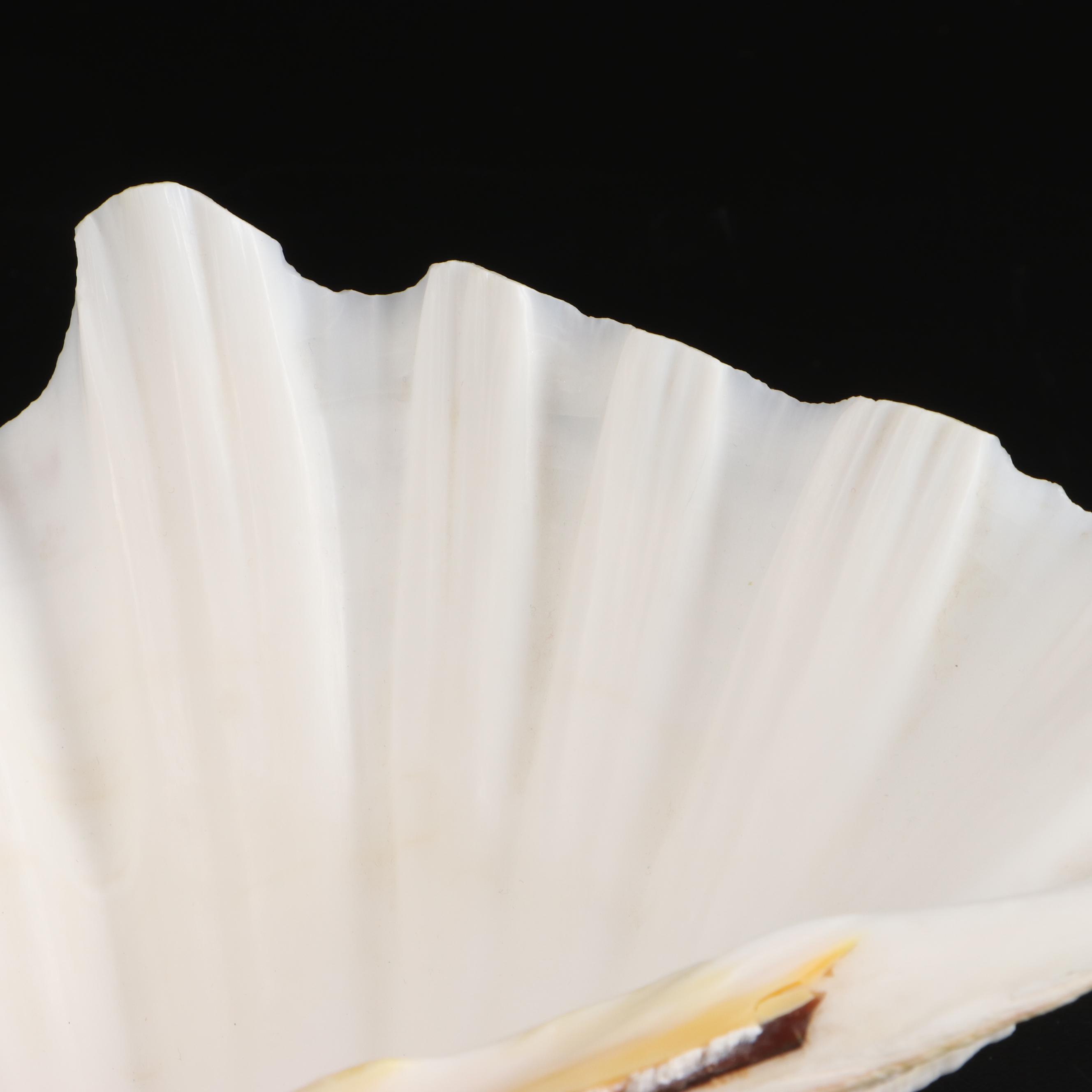 Queen Conch, Bear Paw Clam and Lightning Whelk Shell Specimens