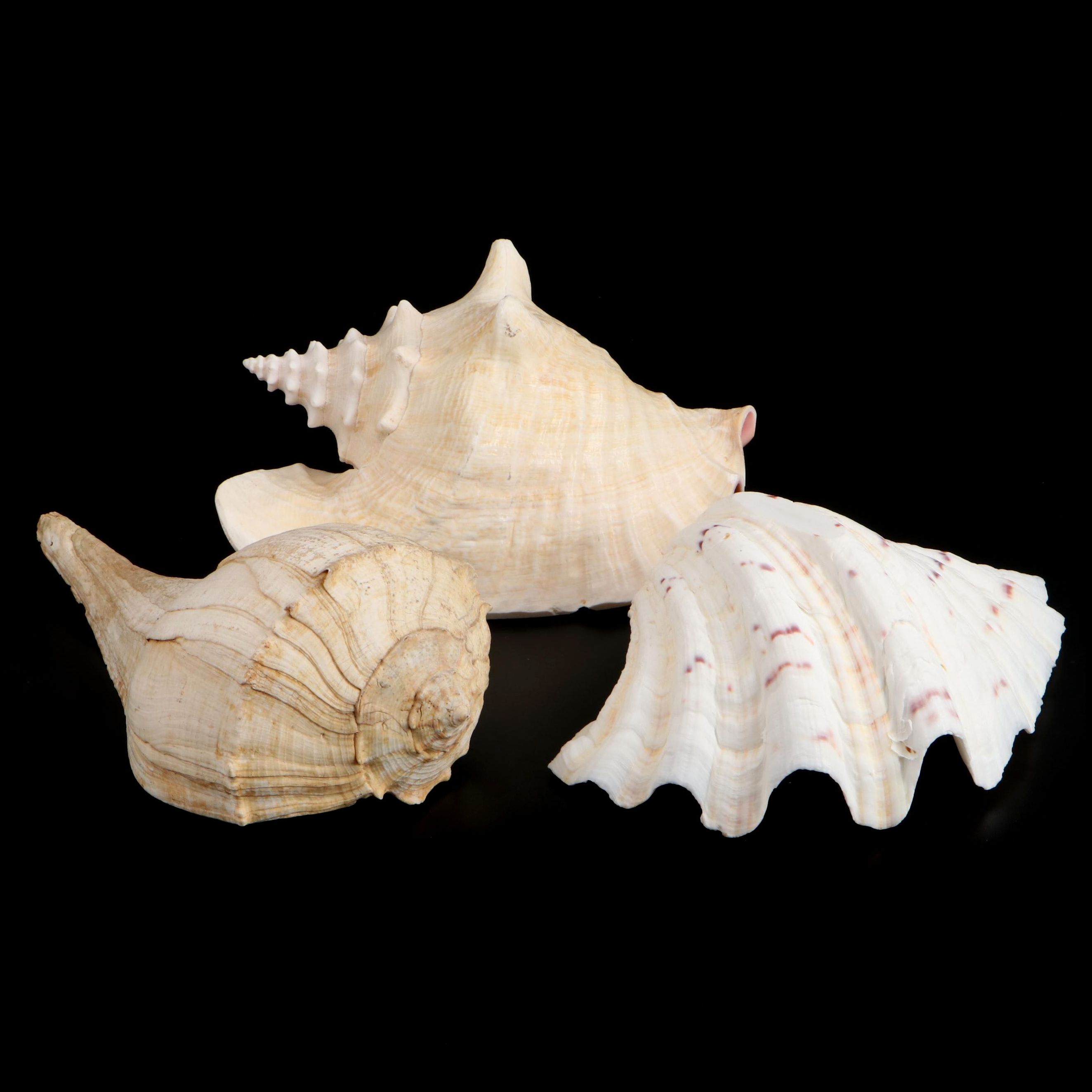 Queen Conch, Bear Paw Clam and Lightning Whelk Shell Specimens