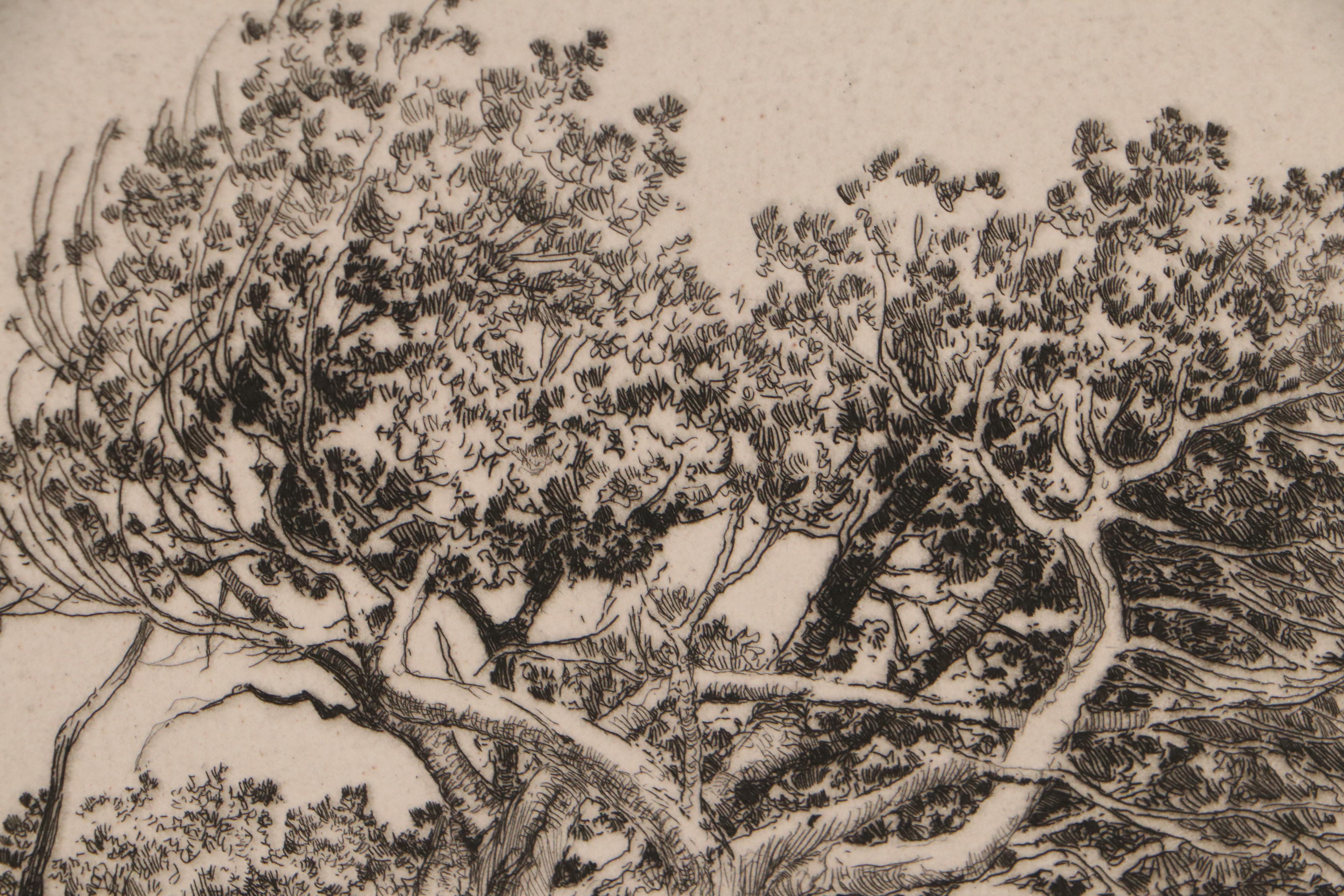 Lee Sturges Etching "A Veteran of the Timberline," 1925