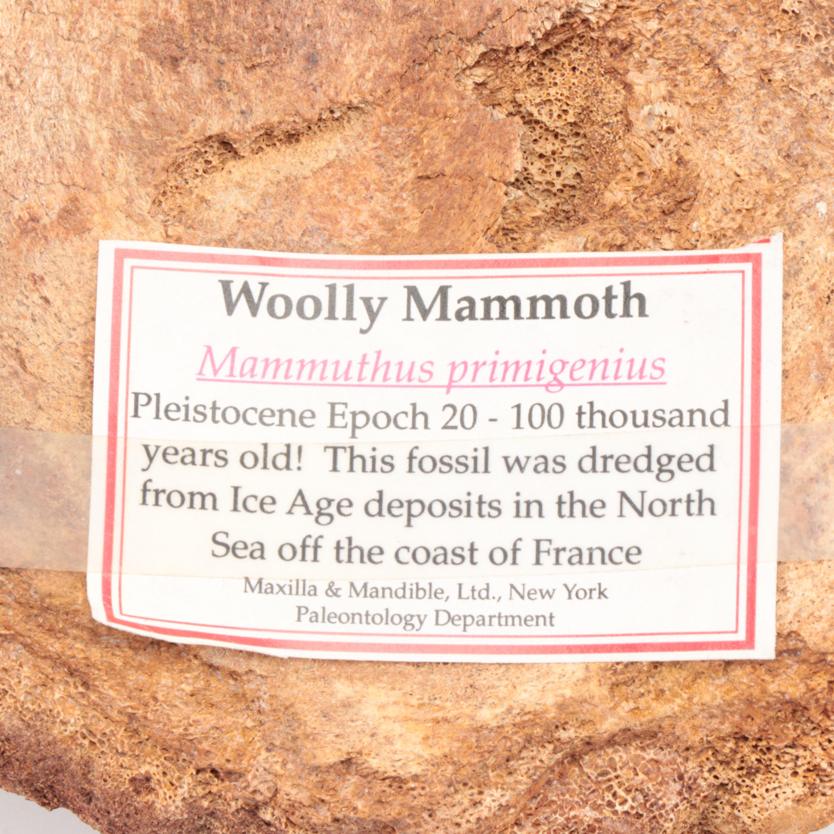 Fossilized Woolly Mammoth Tooth and Partial Vertebrae Specimens, Pleistocene