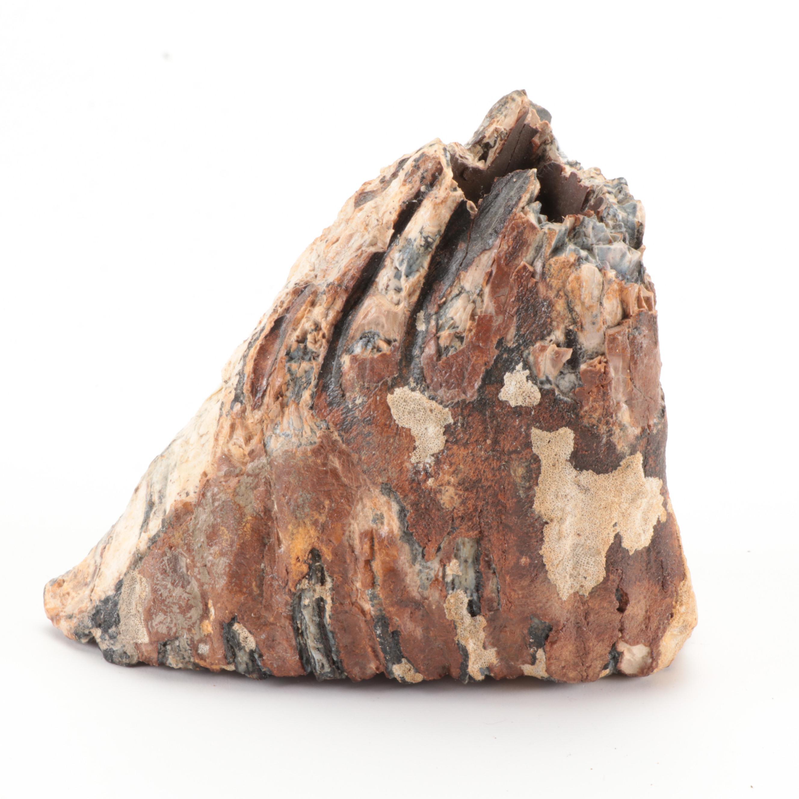 Fossilized Woolly Mammoth Tooth and Partial Vertebrae Specimens, Pleistocene