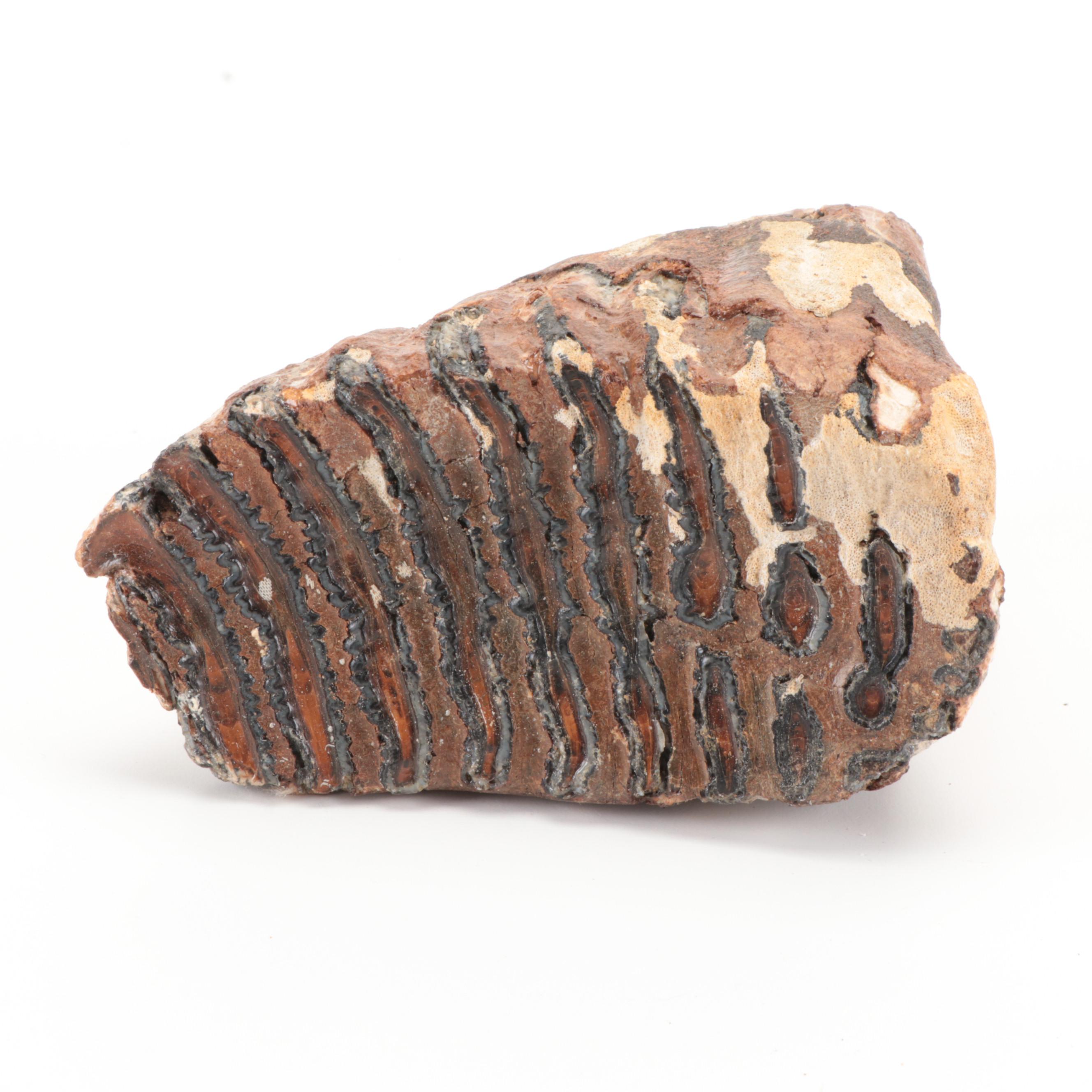 Fossilized Woolly Mammoth Tooth and Partial Vertebrae Specimens, Pleistocene