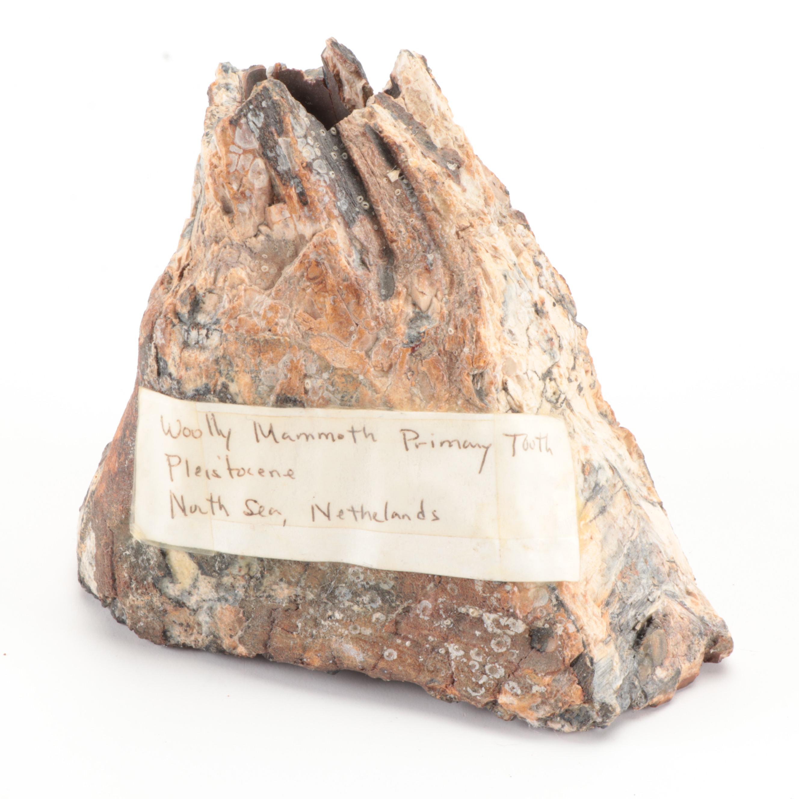 Fossilized Woolly Mammoth Tooth and Partial Vertebrae Specimens, Pleistocene