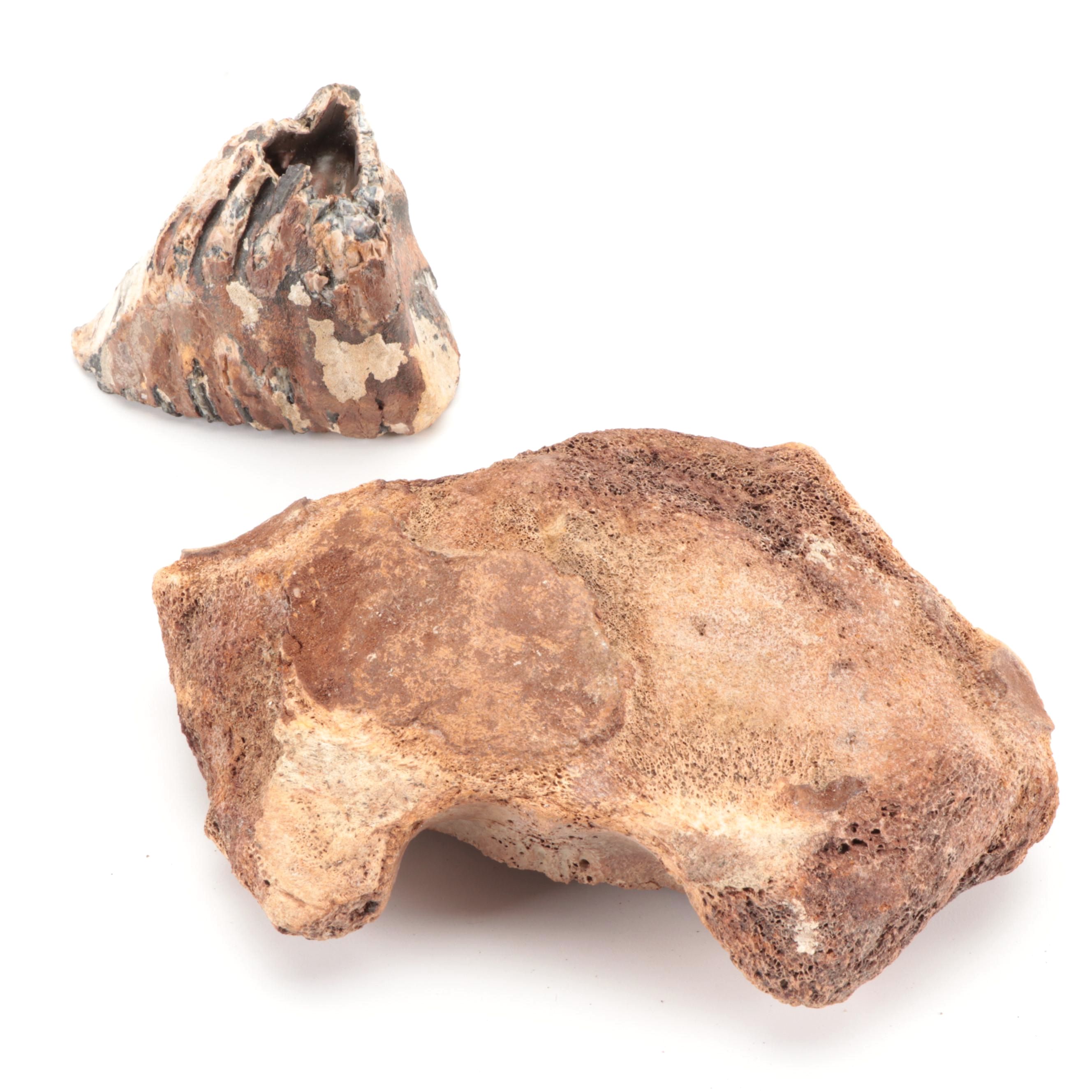Fossilized Woolly Mammoth Tooth and Partial Vertebrae Specimens, Pleistocene
