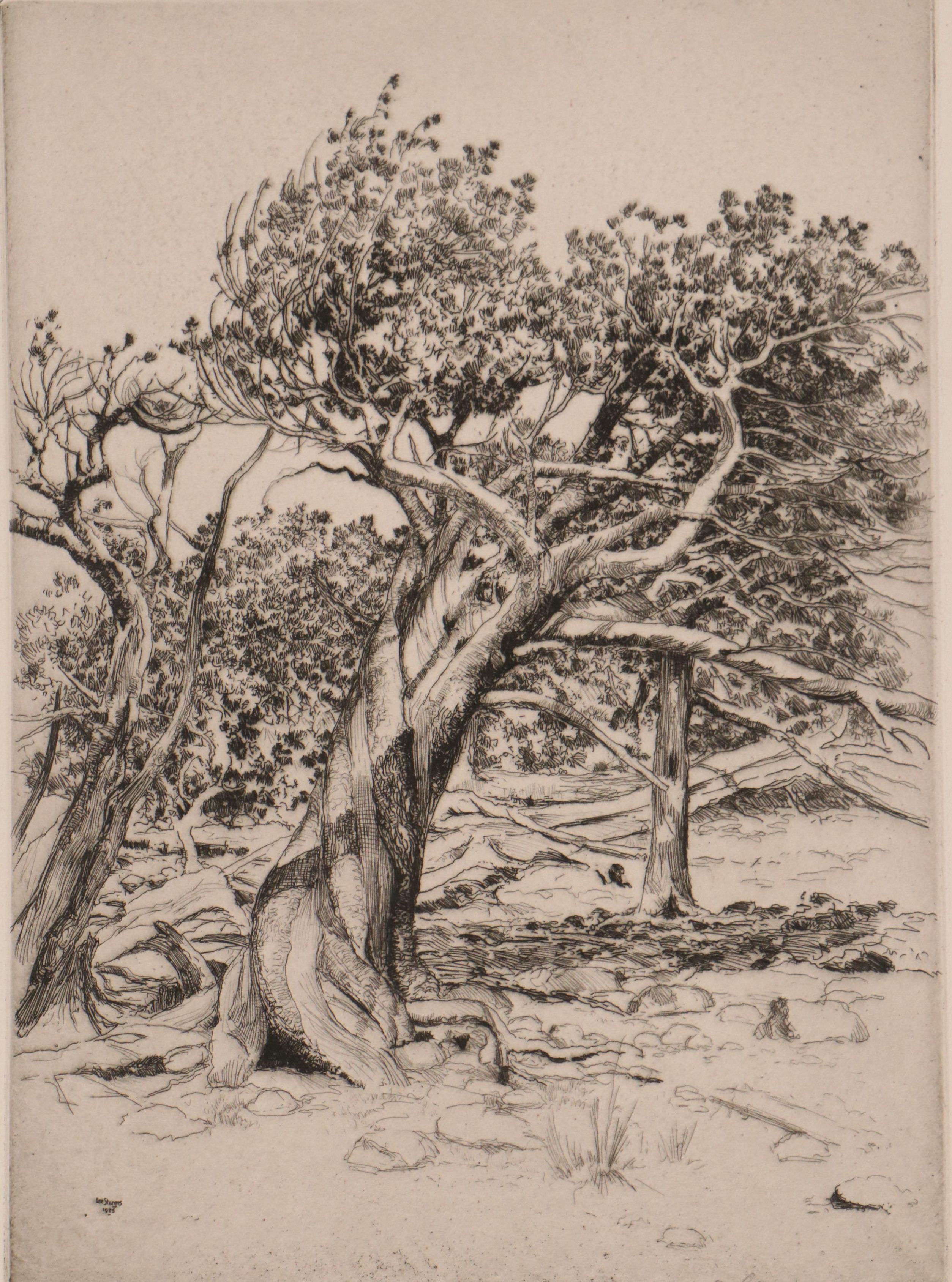 Lee Sturges Etching "A Veteran of the Timberline," 1925