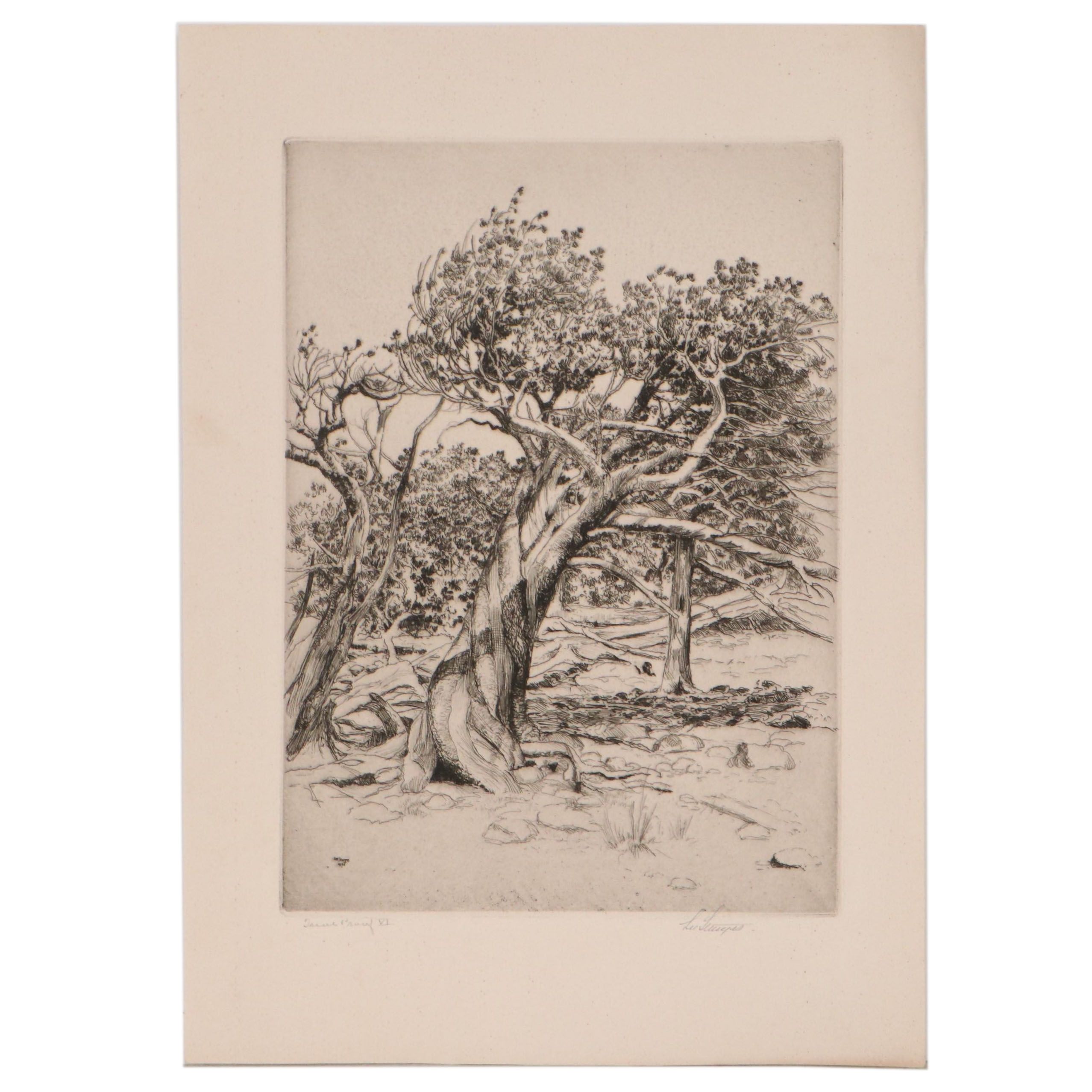 Lee Sturges Etching "A Veteran of the Timberline," 1925