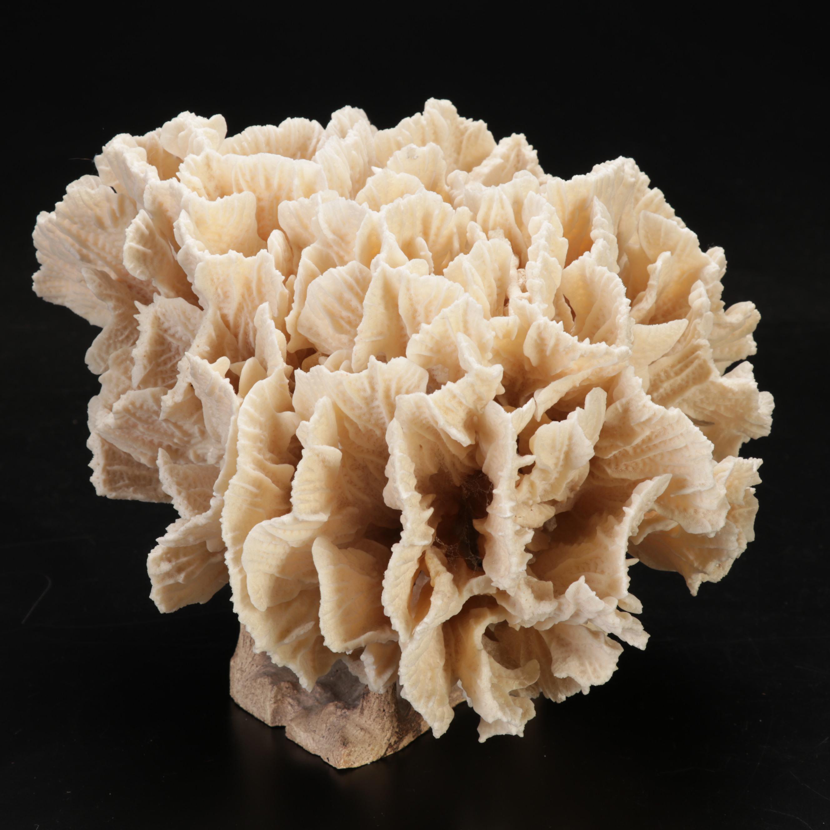 Large Fossil Scleractinian Stony Coral Specimen with Tessellated Obelisk
