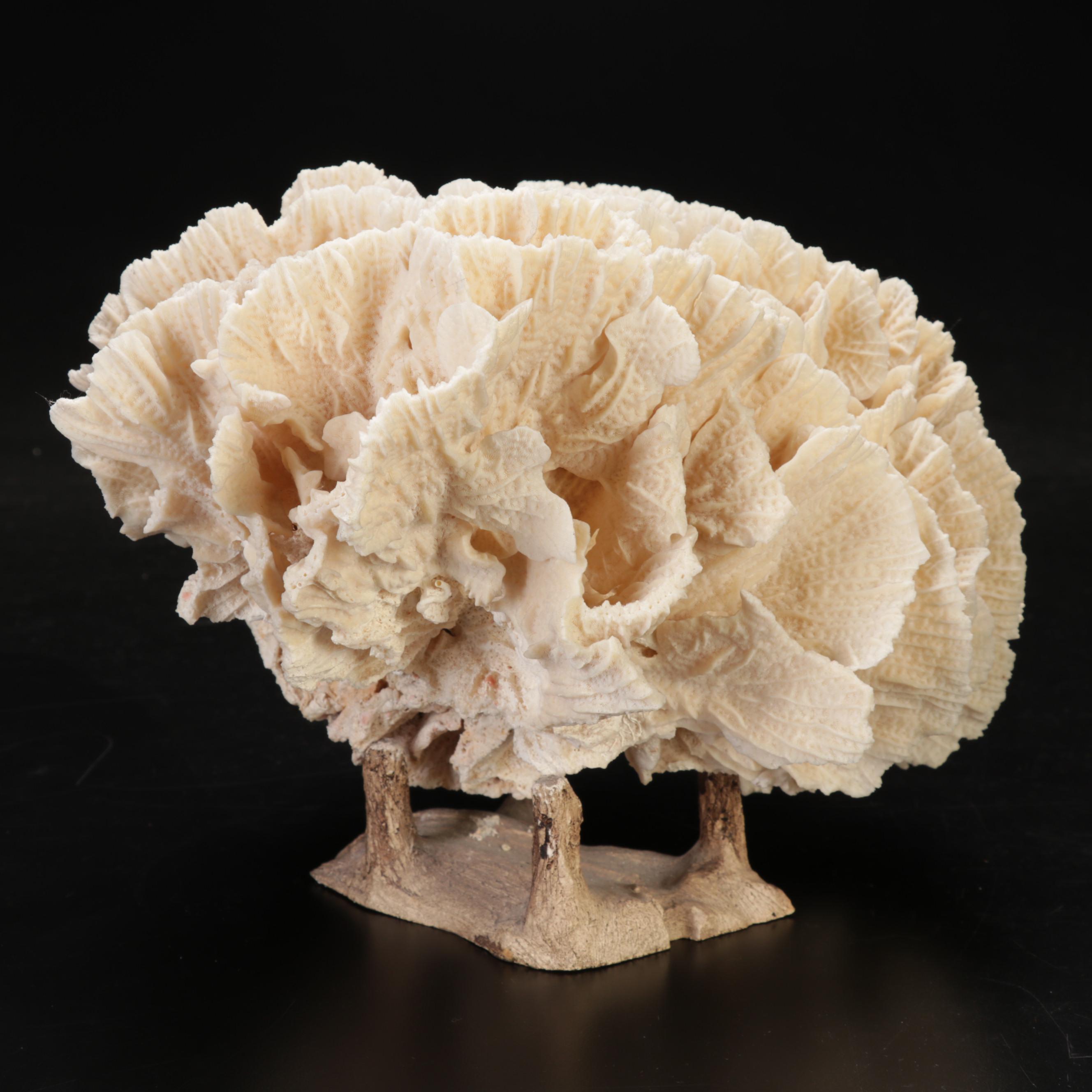 Large Fossil Scleractinian Stony Coral Specimen with Tessellated Obelisk