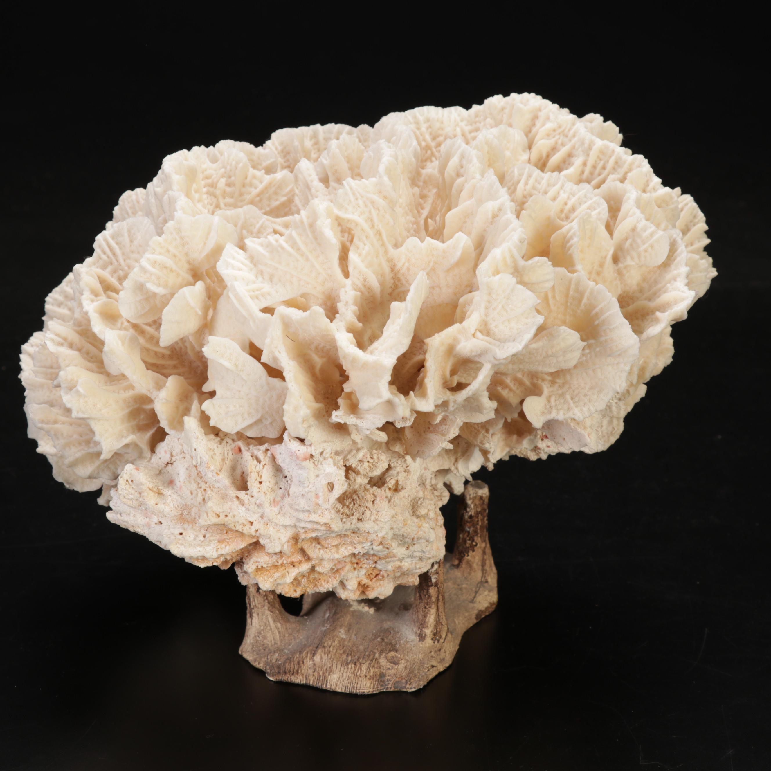 Large Fossil Scleractinian Stony Coral Specimen with Tessellated Obelisk