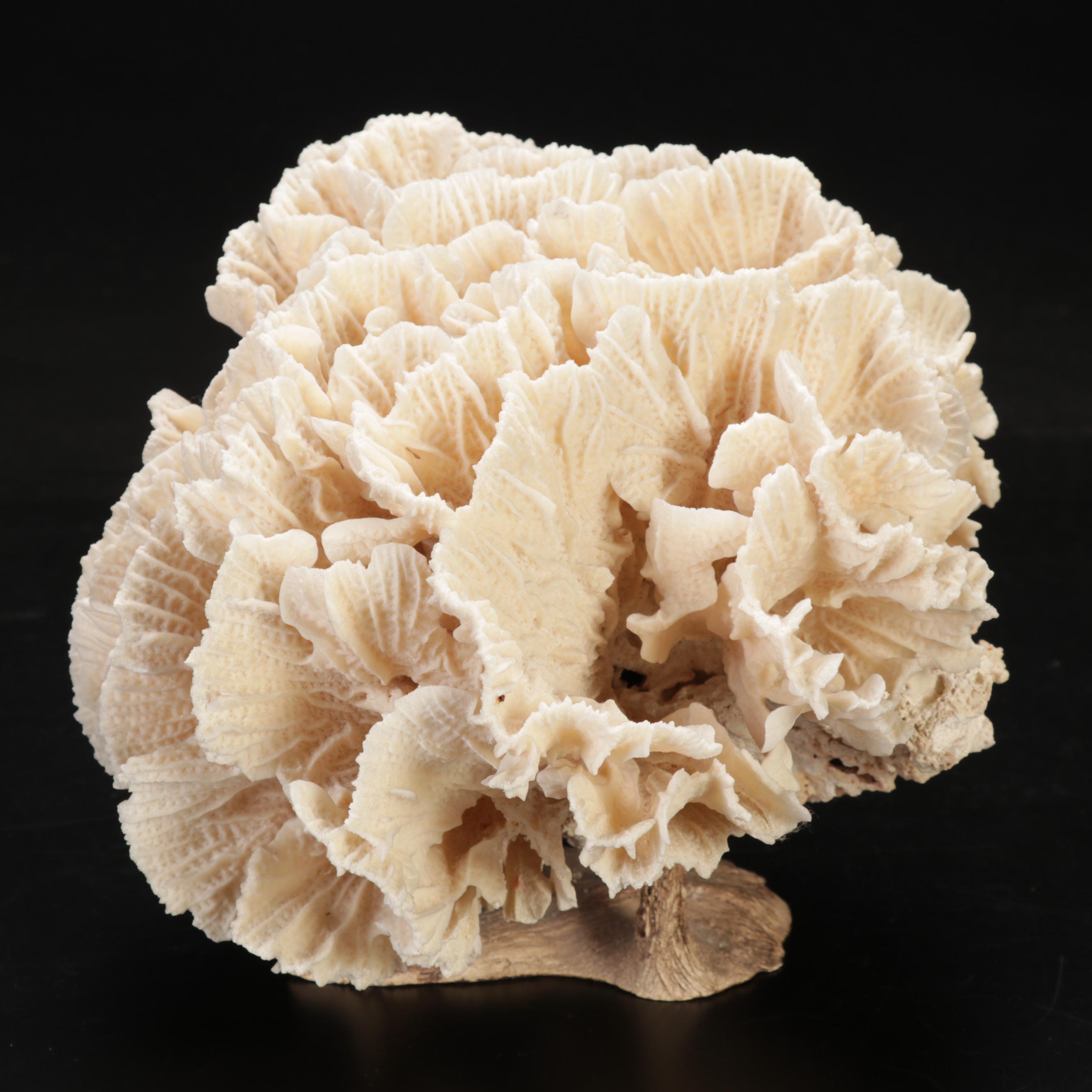 Large Fossil Scleractinian Stony Coral Specimen with Tessellated Obelisk